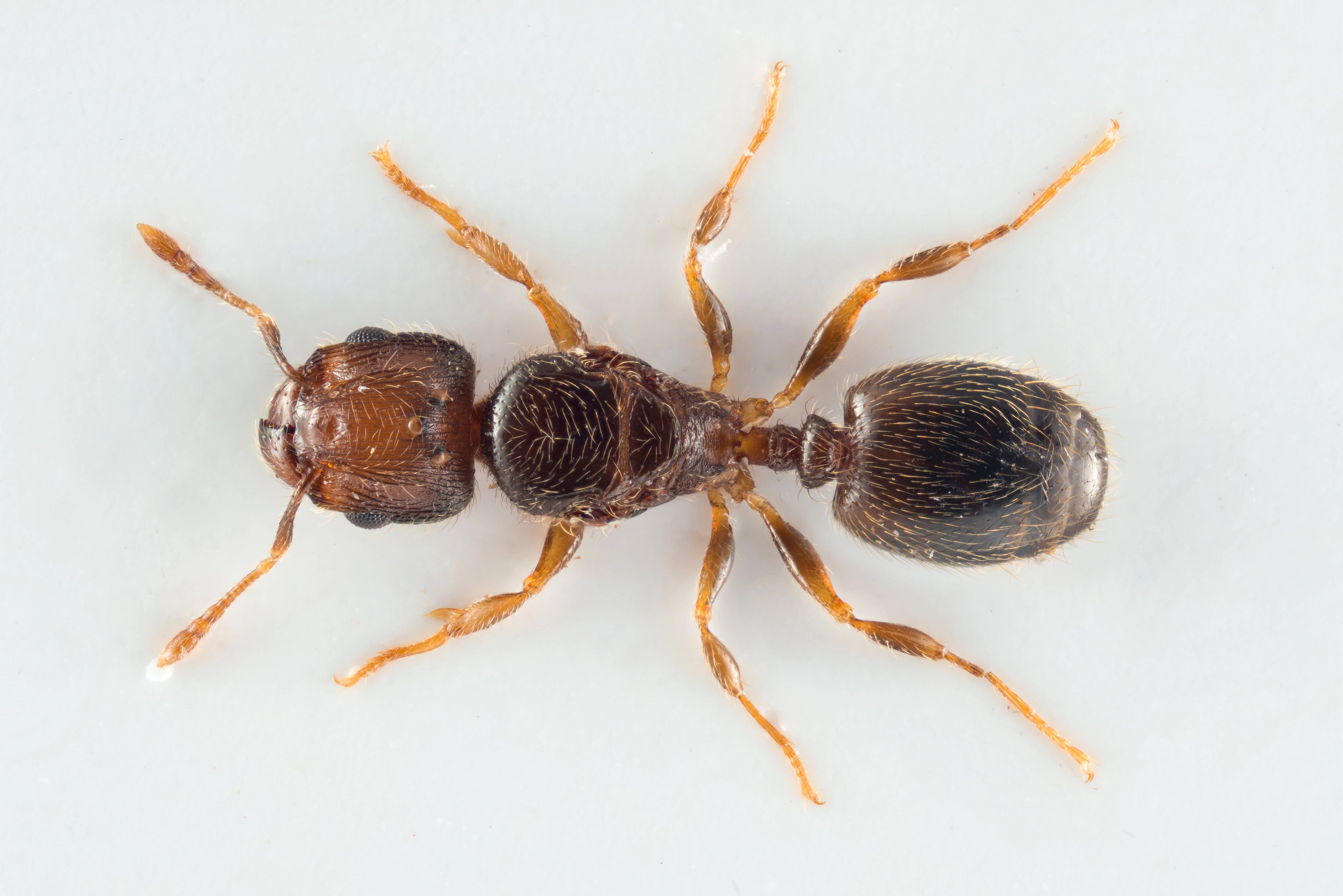 : Tetramorium.