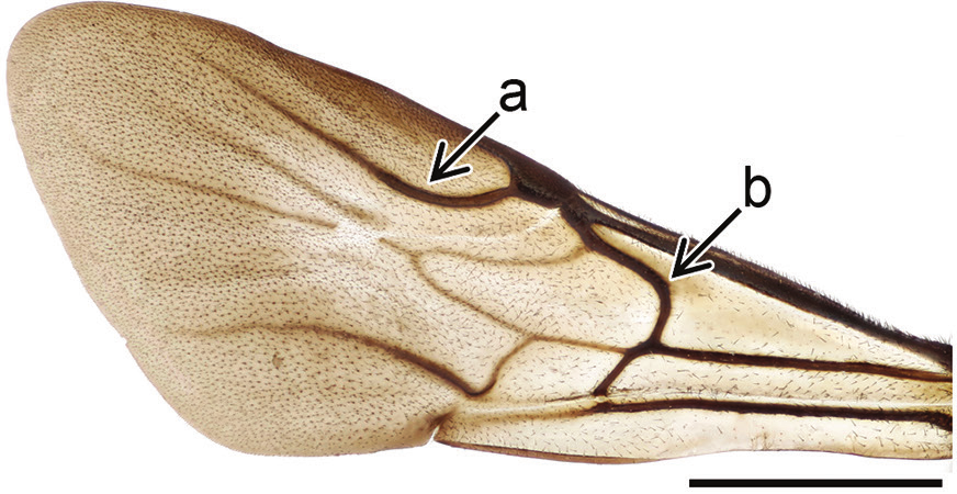 : Holopyga generosa.