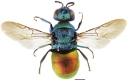: Holopyga generosa.
