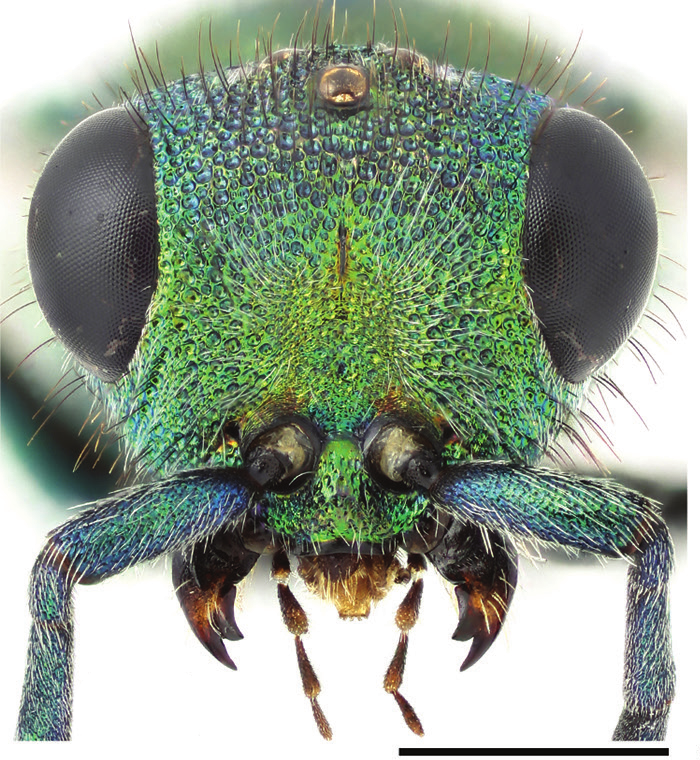 : Chrysura hirsuta.