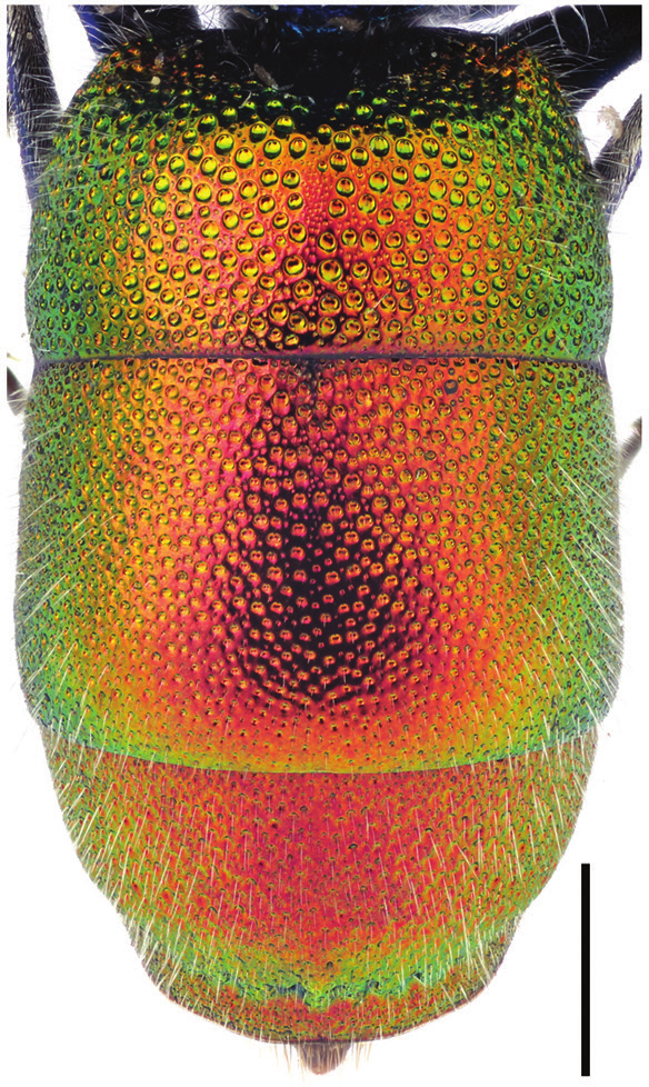 : Chrysura radians.