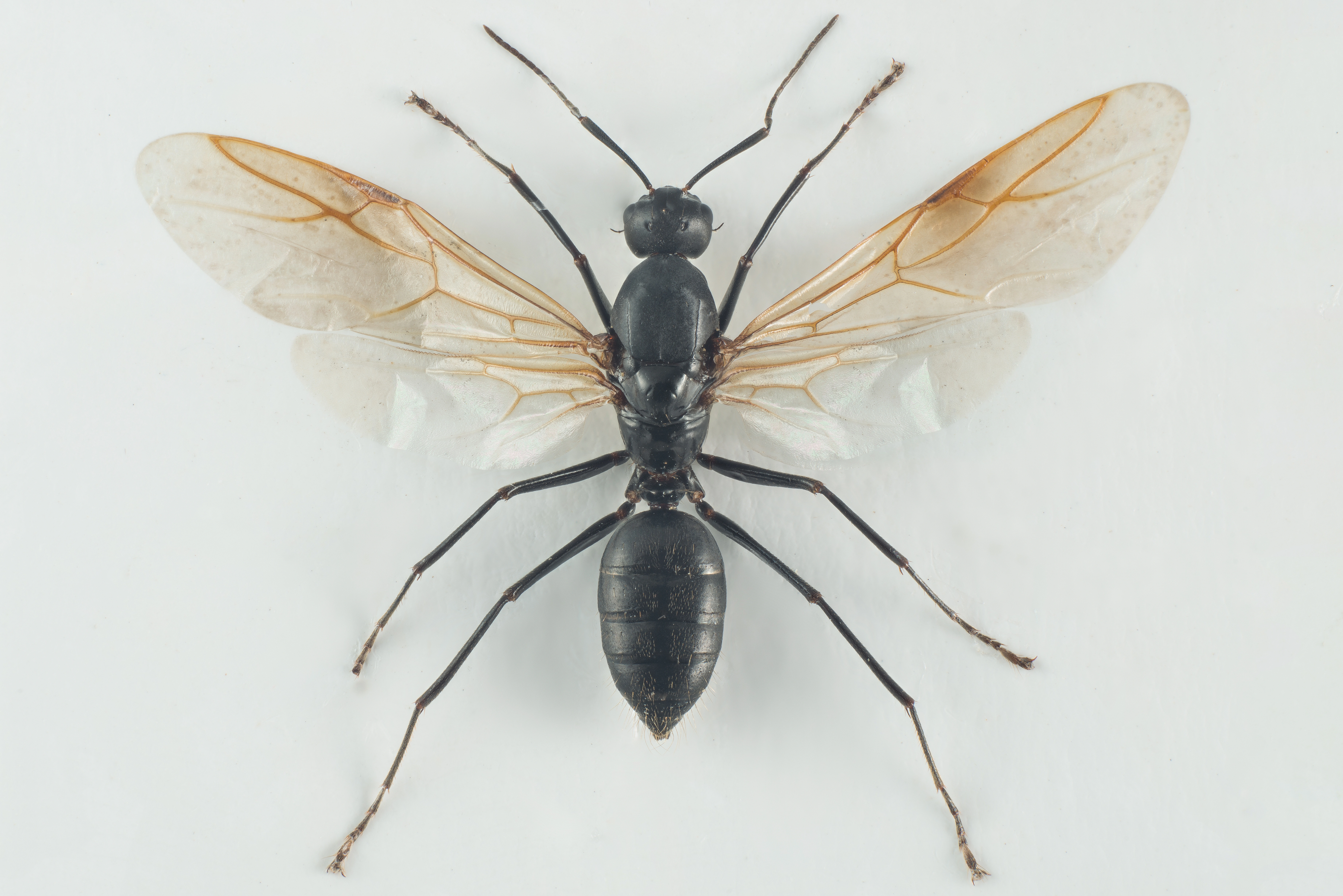 : Camponotus herculeanus.