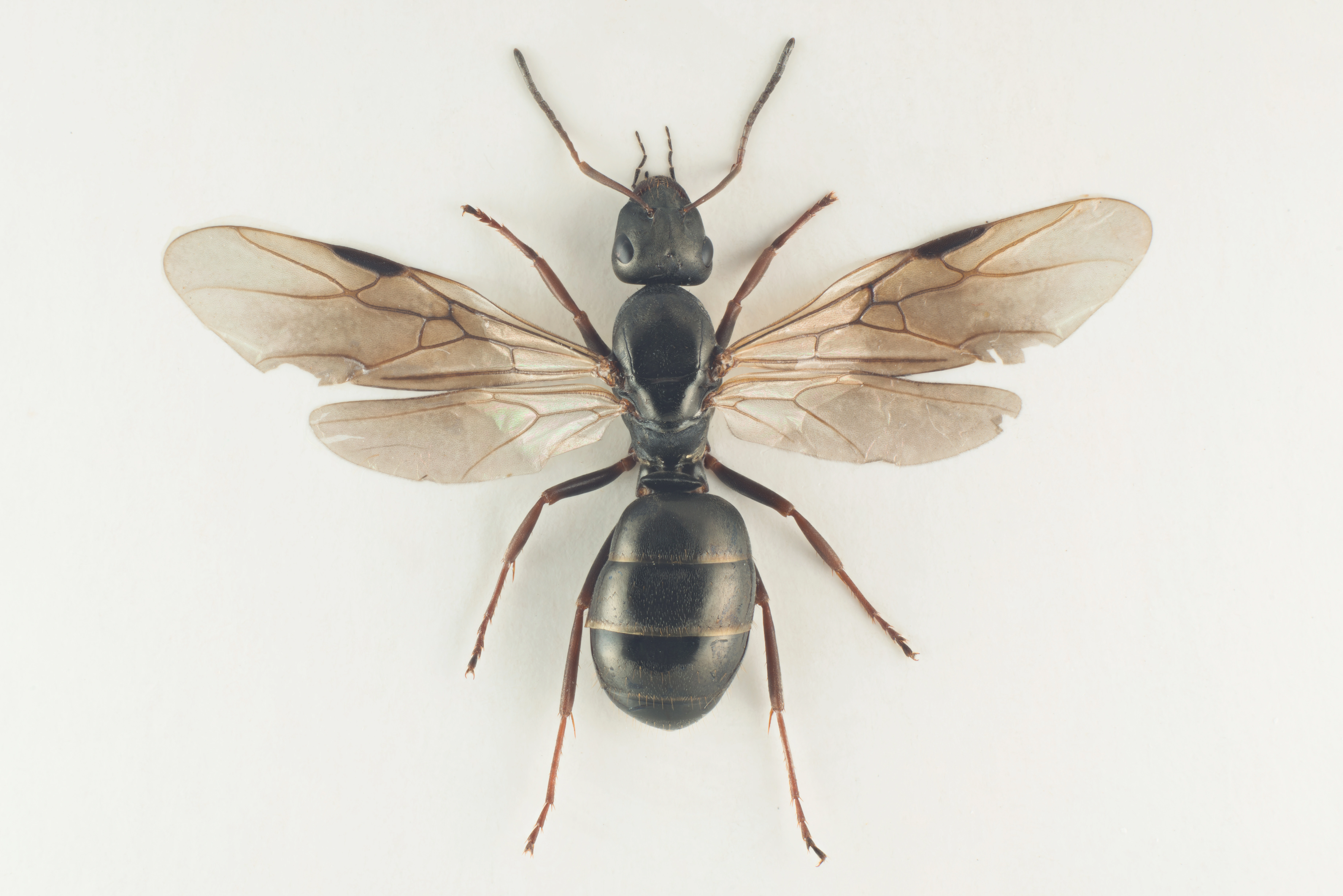 : Formica (Serviformica) fusca.