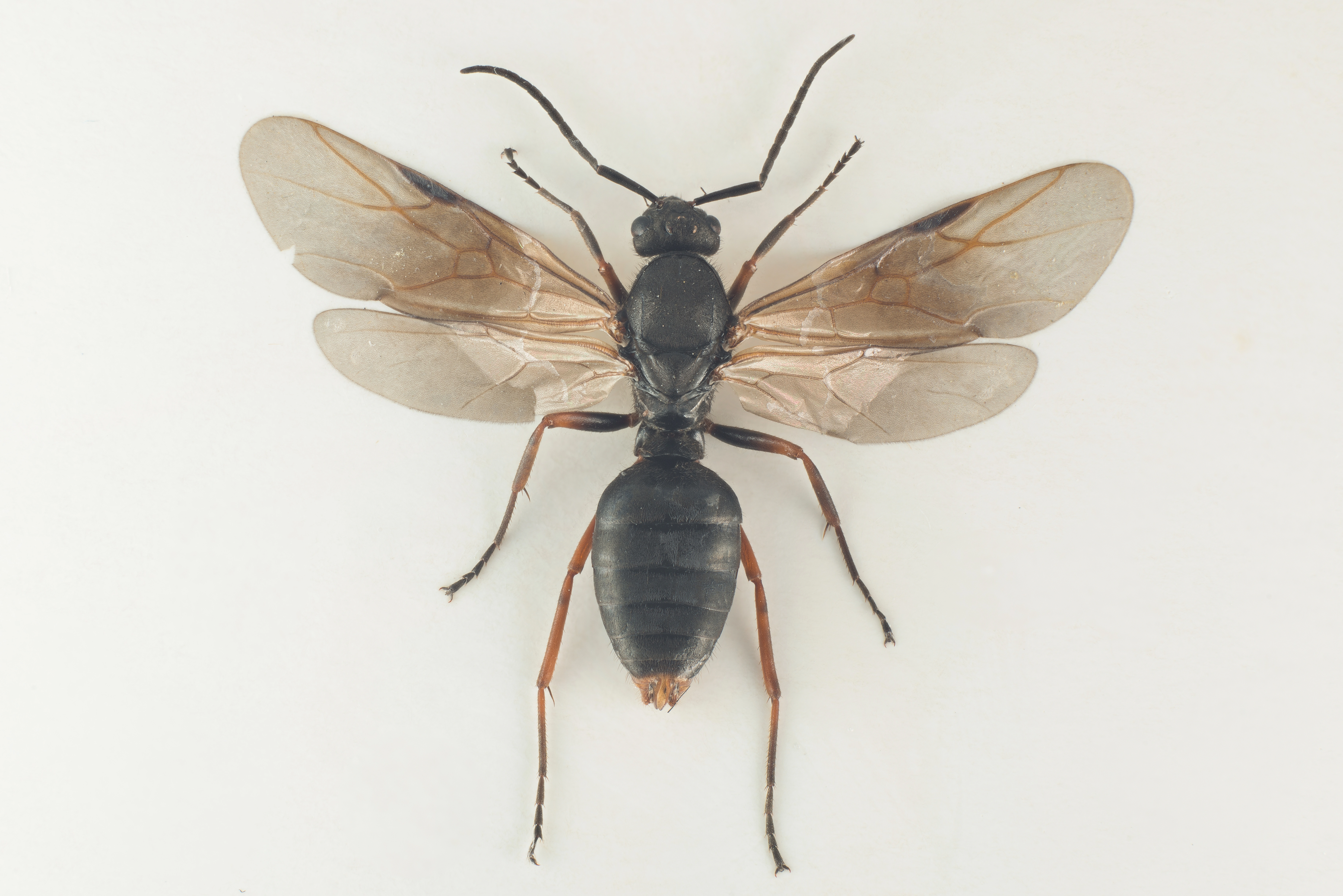 : Formica (Formica) lugubris.