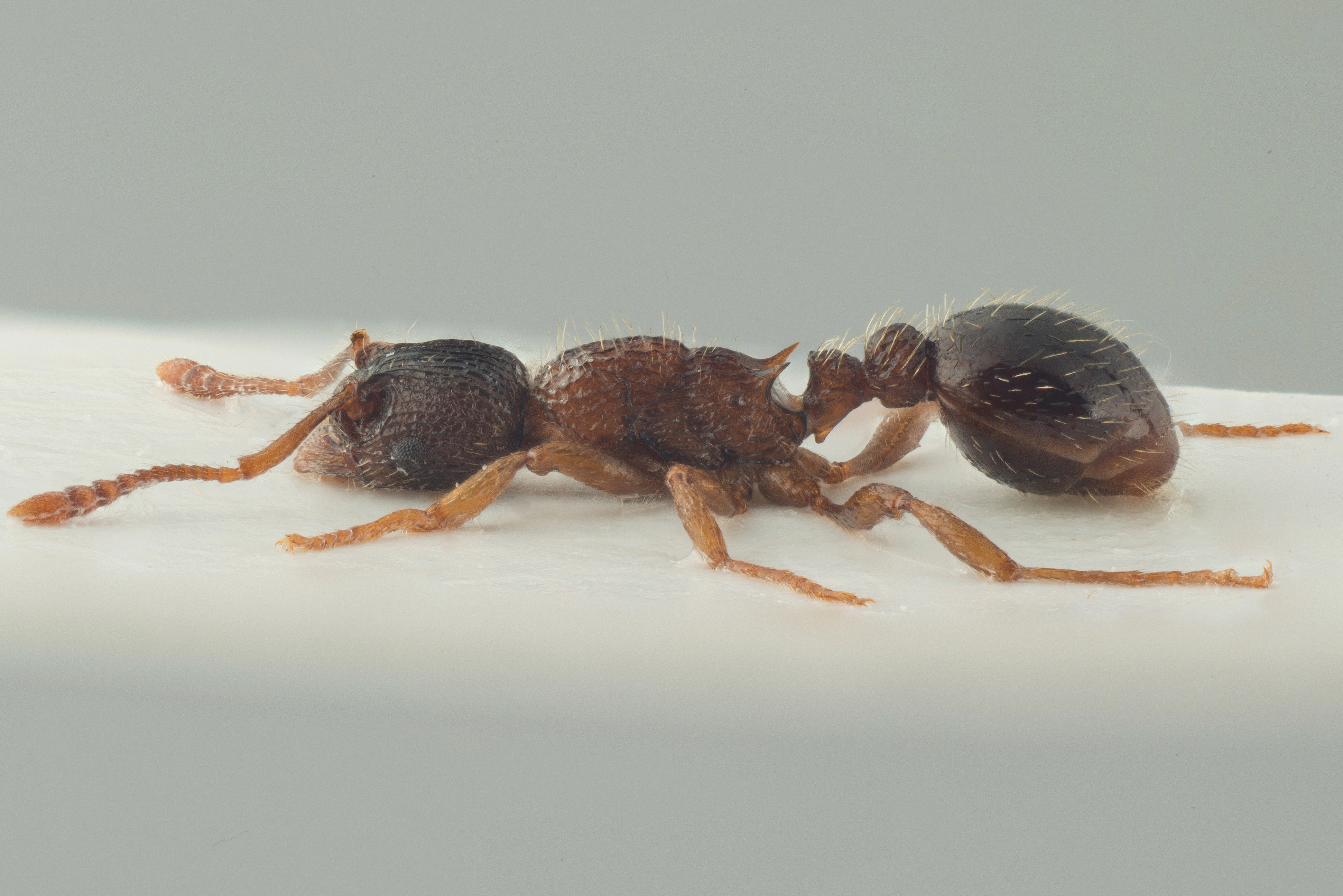 : Myrmica lobicornis.