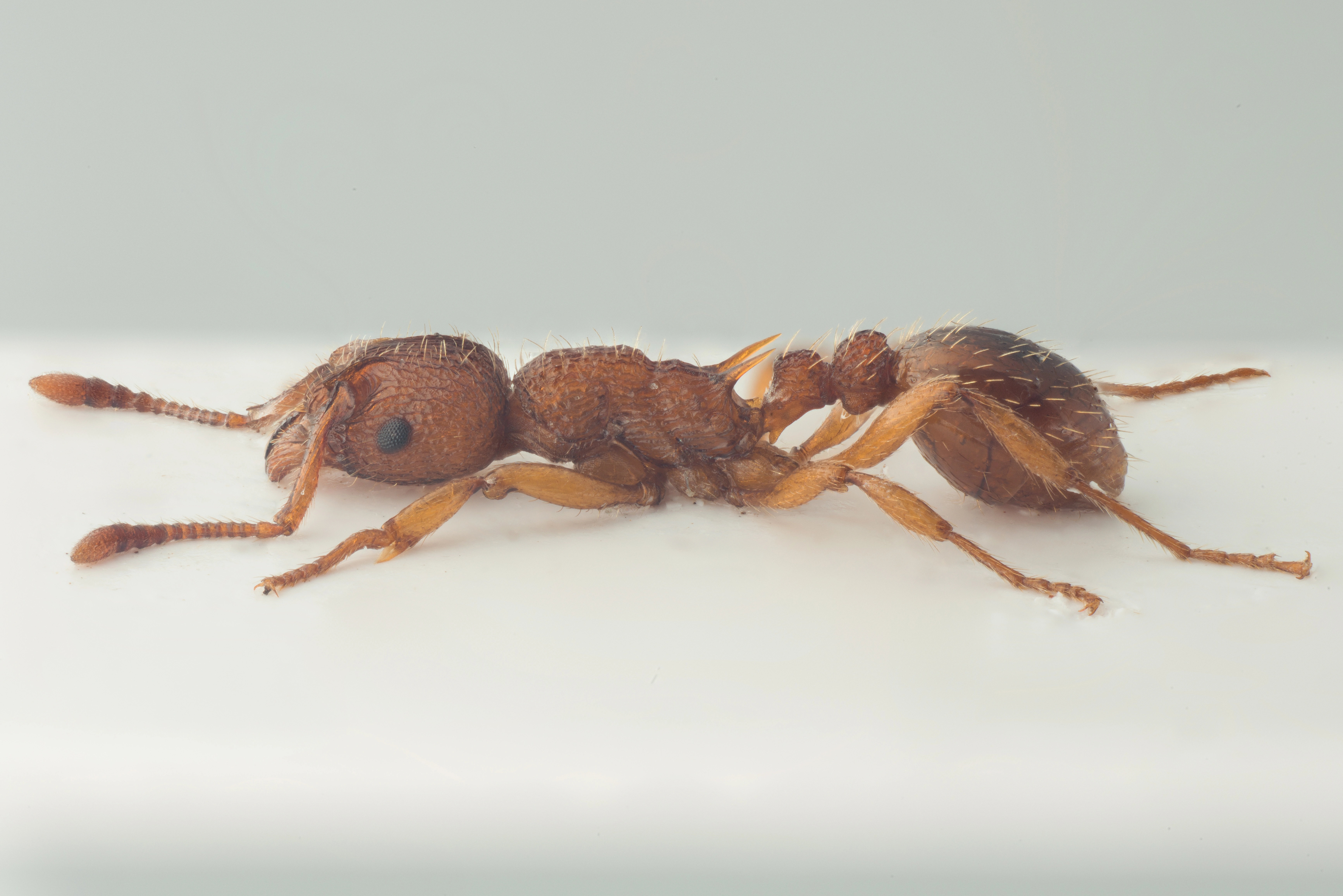 : Myrmica lonae.