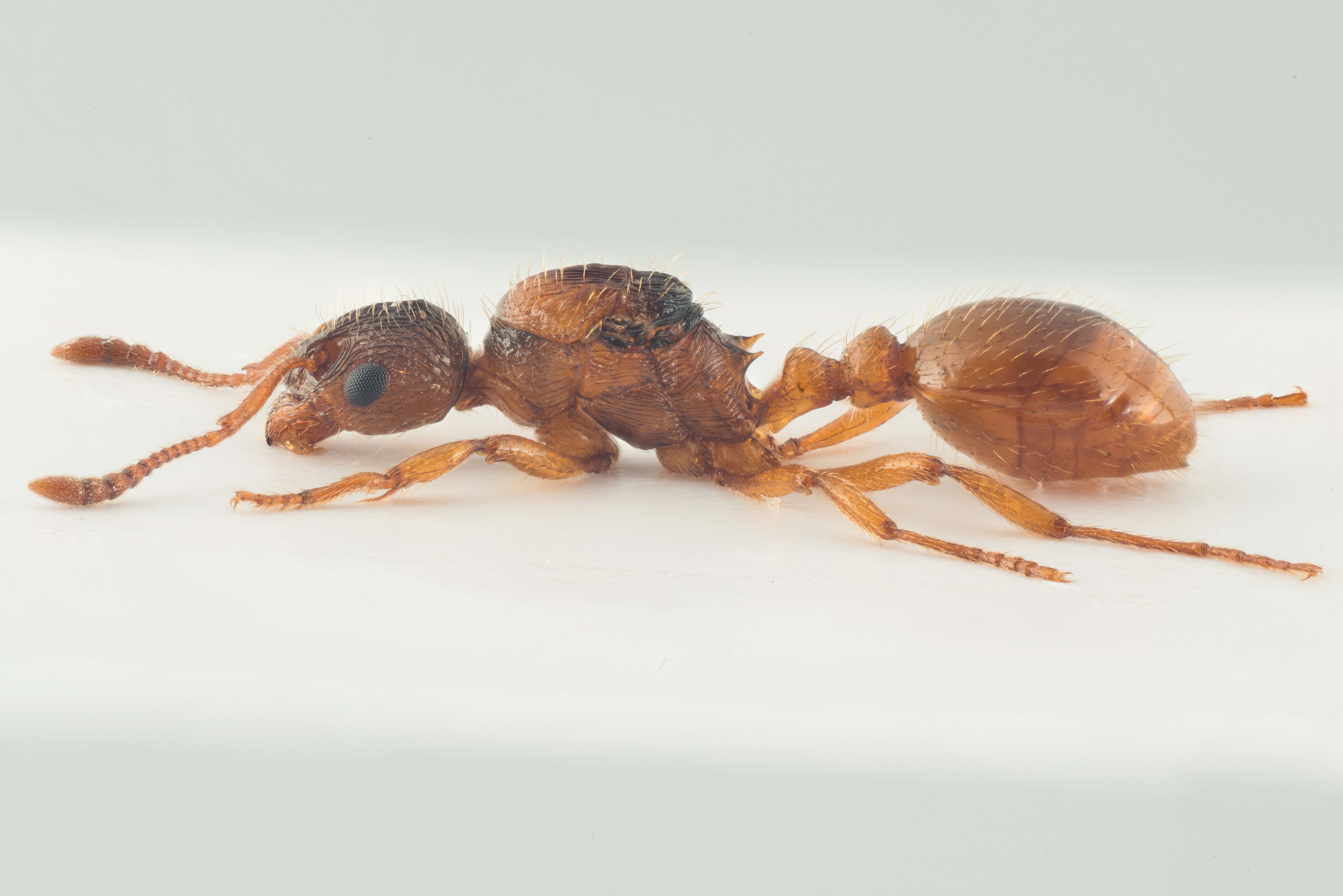 : Myrmica microrubra.