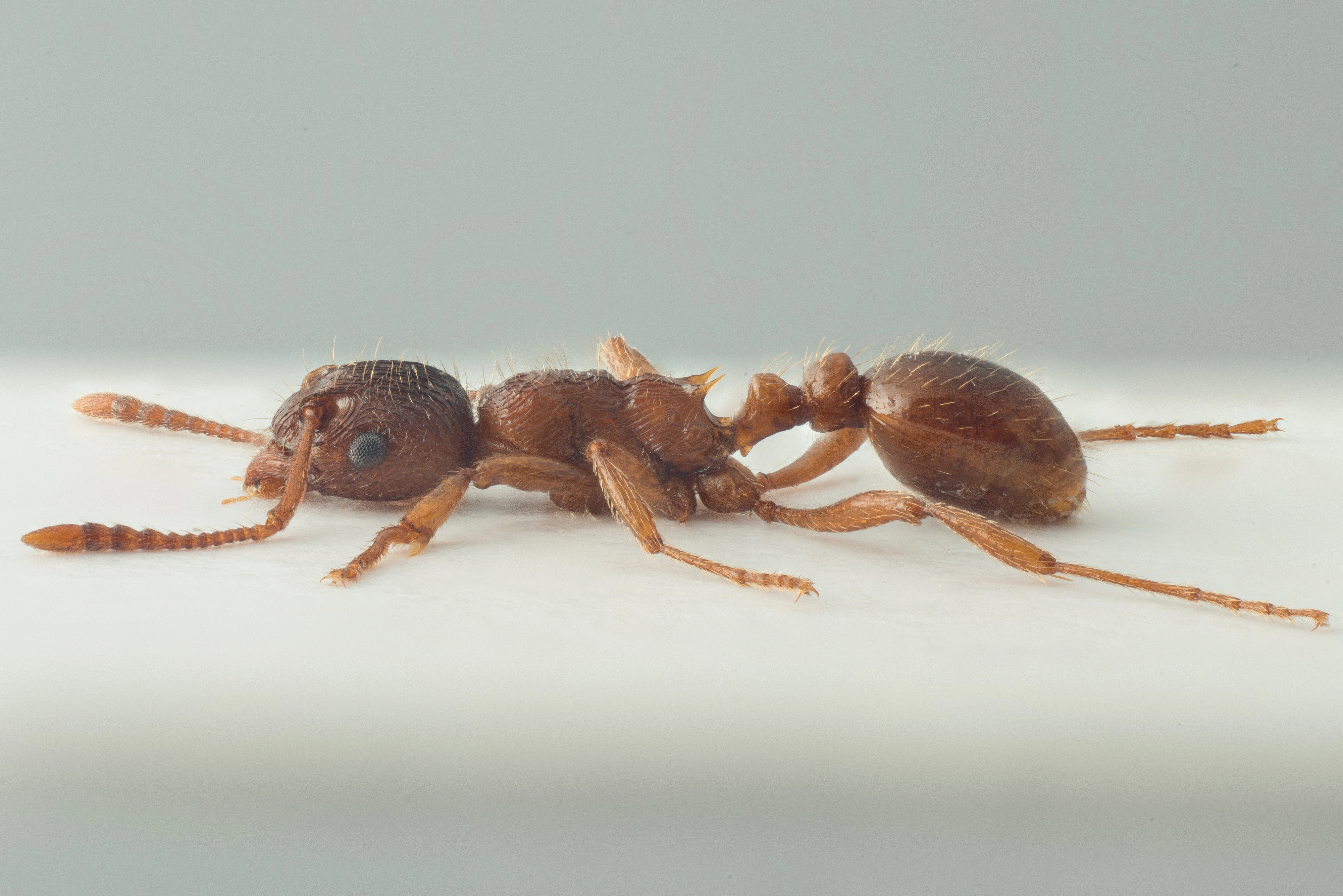 : Myrmica rubra.