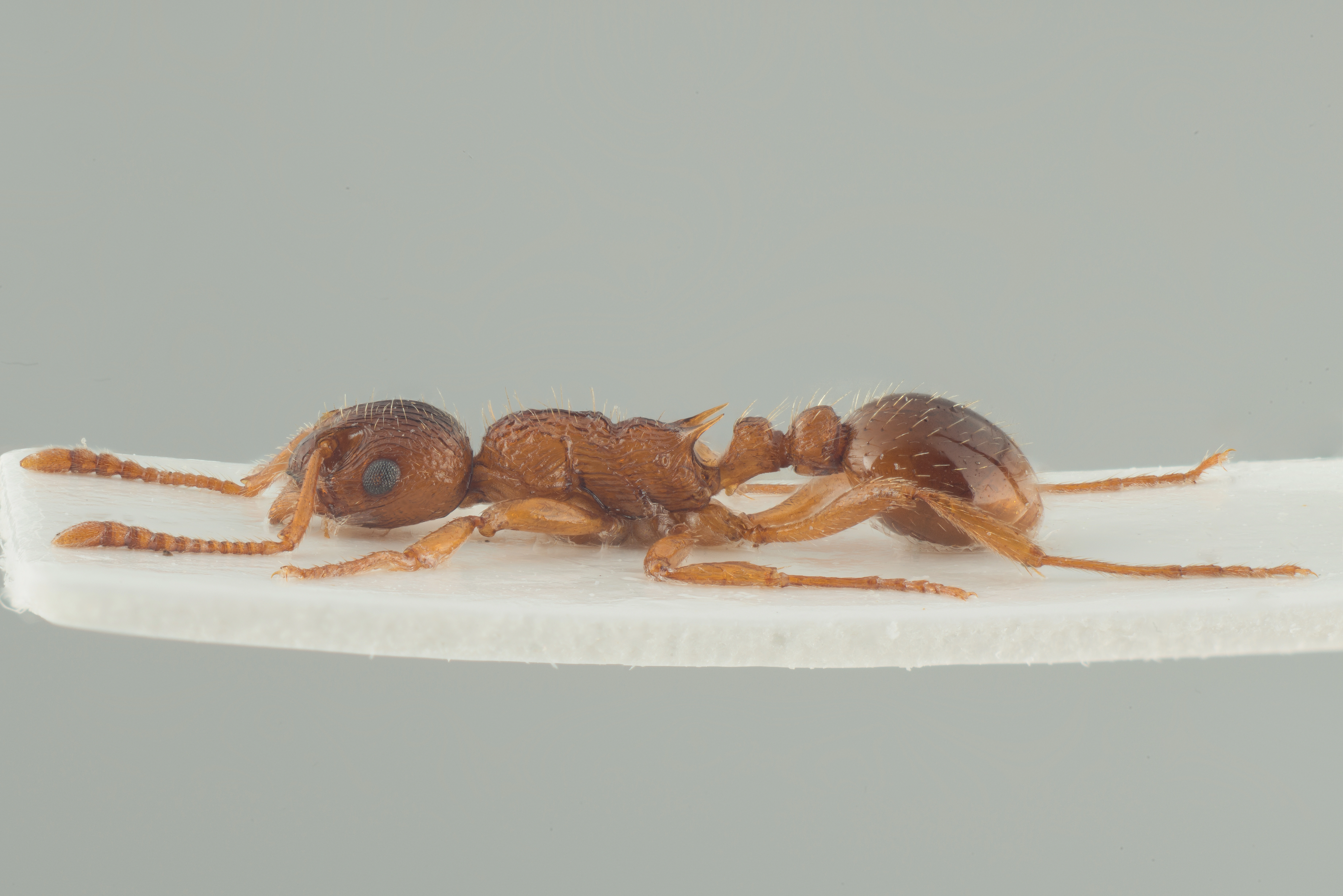 : Myrmica ruginodis.