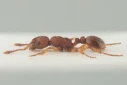 : Myrmica sabuleti.