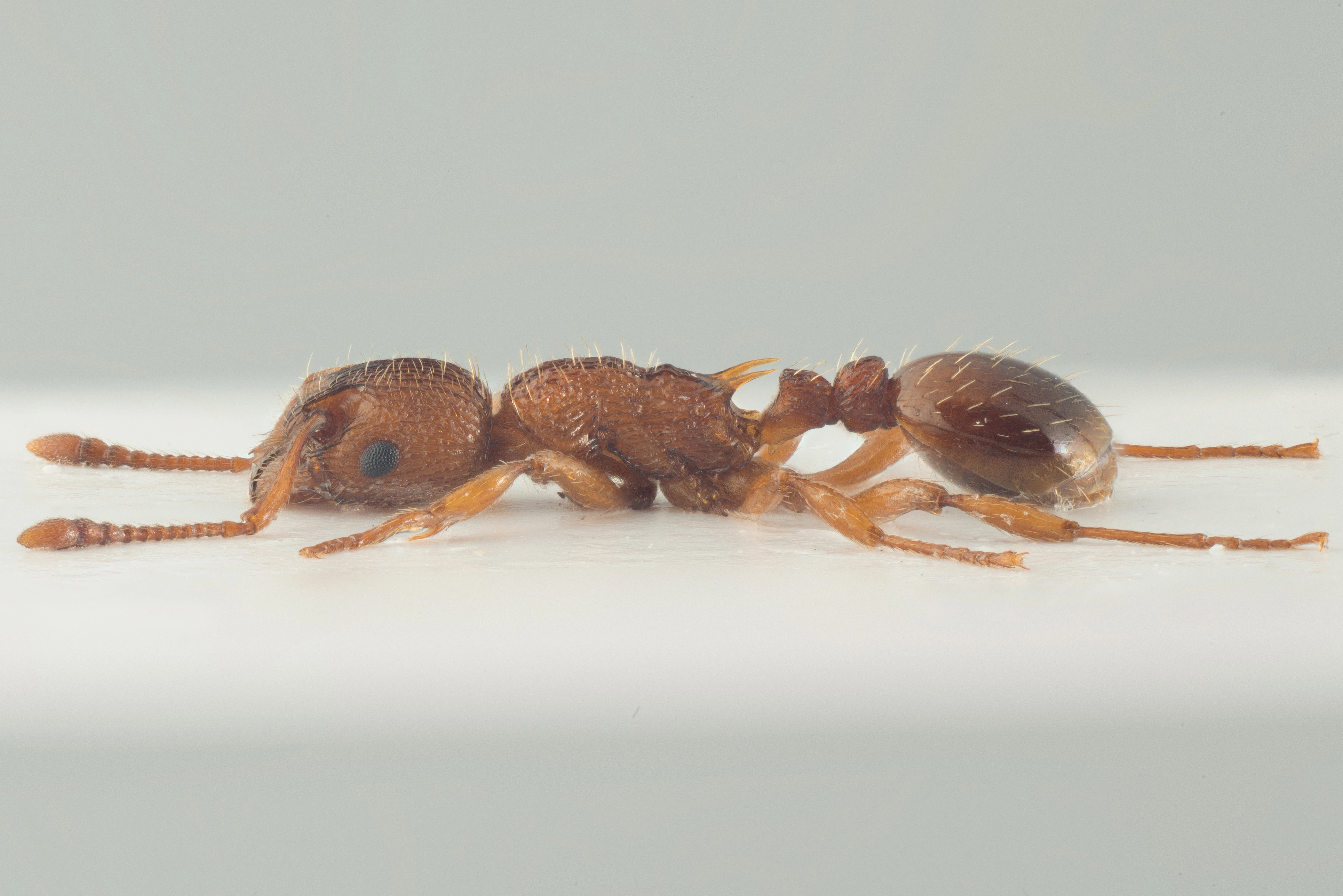 : Myrmica scabrinodis.