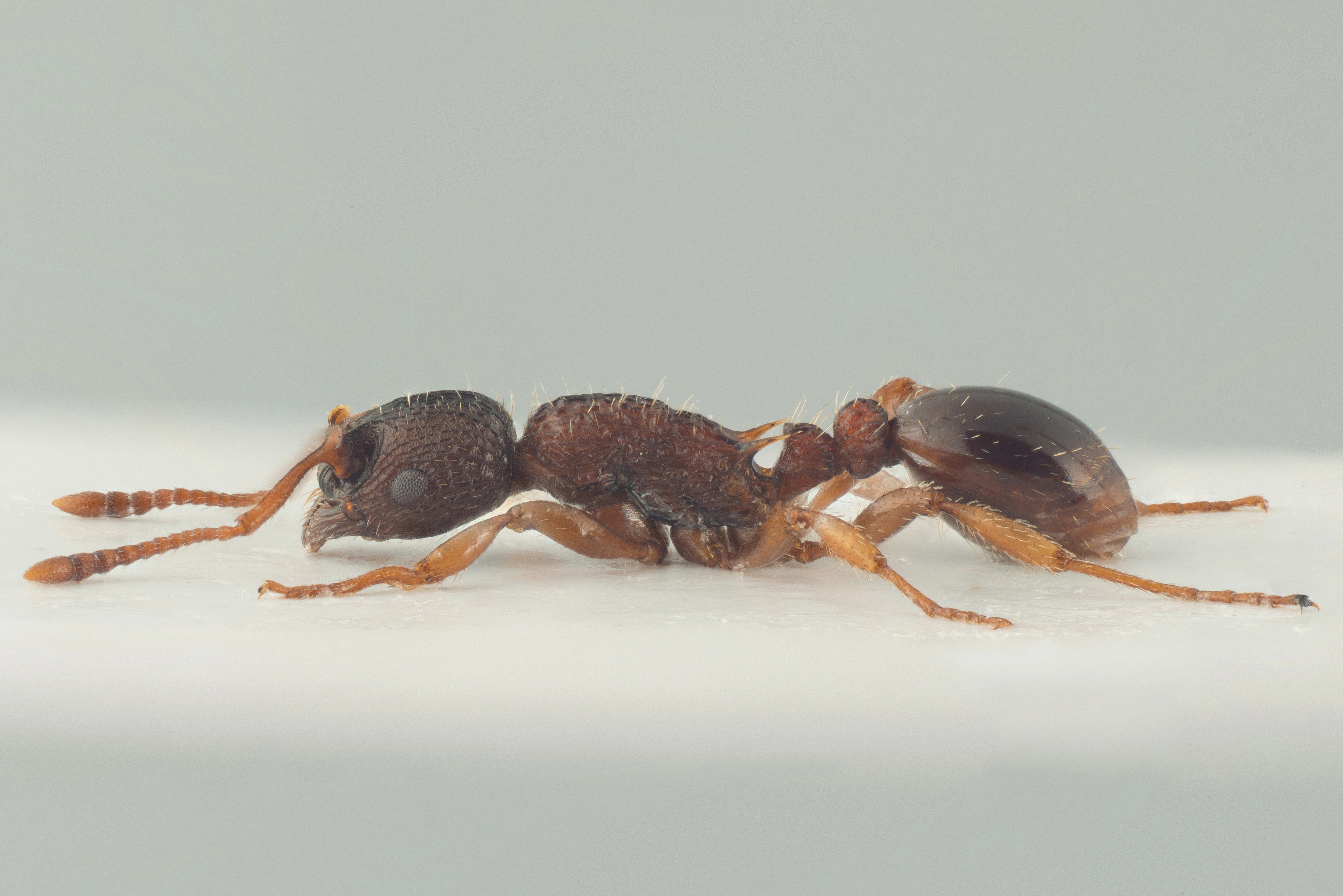 : Myrmica schencki.