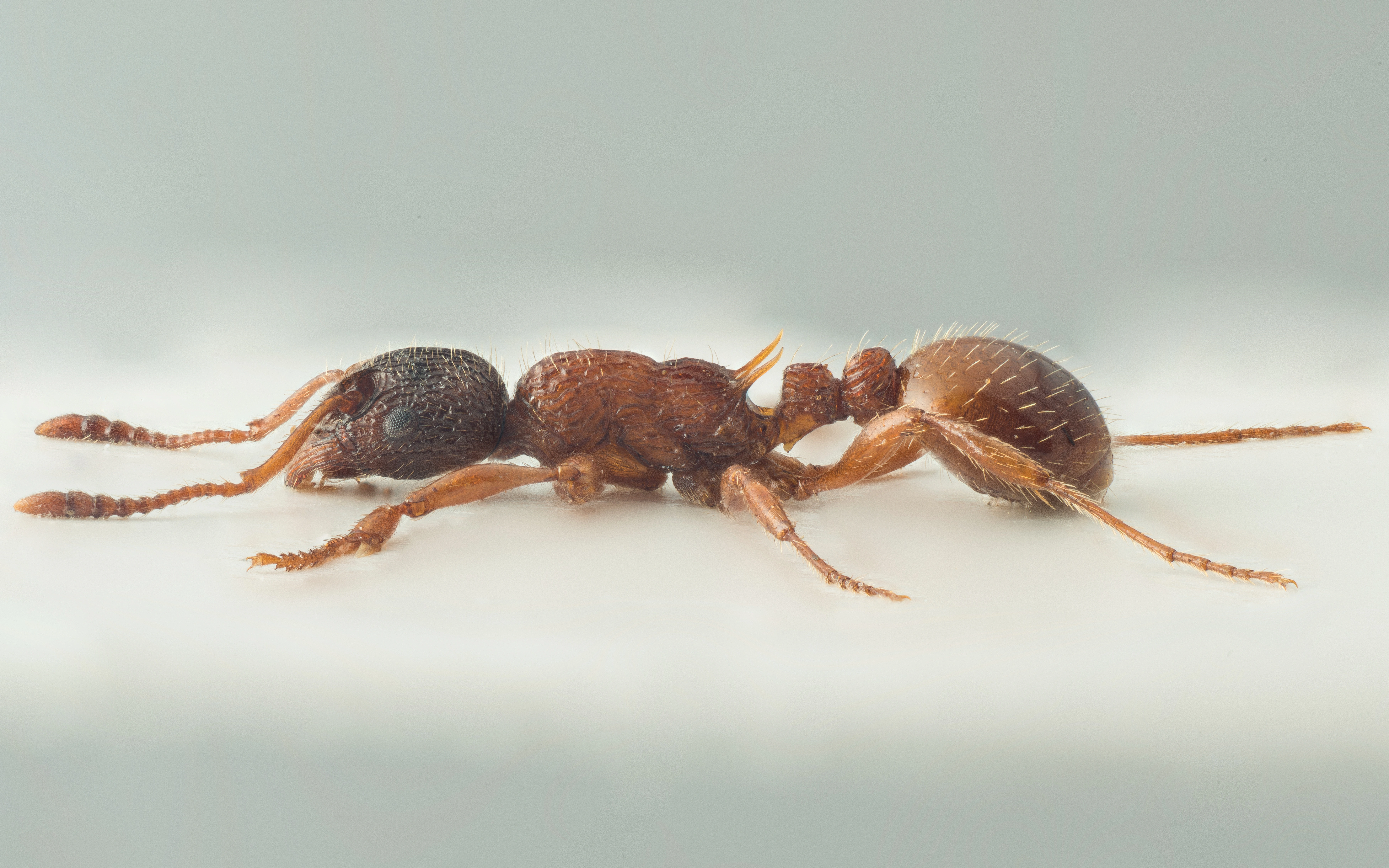 : Myrmica sulcinodis.