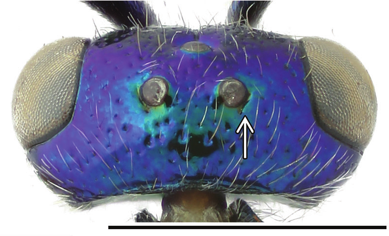 : Cleptes semicyaneus.