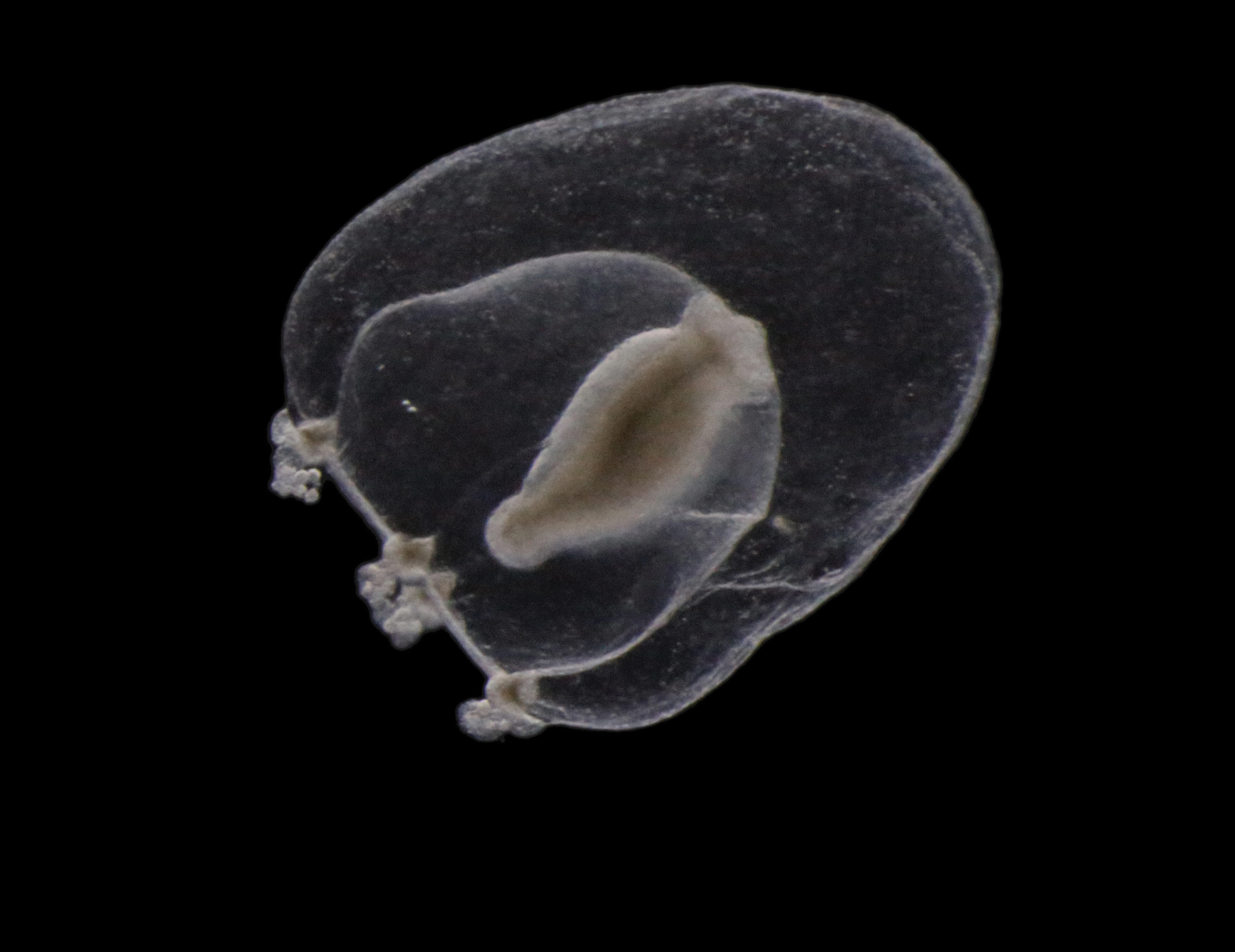 : Margelopsis hartlaubii.