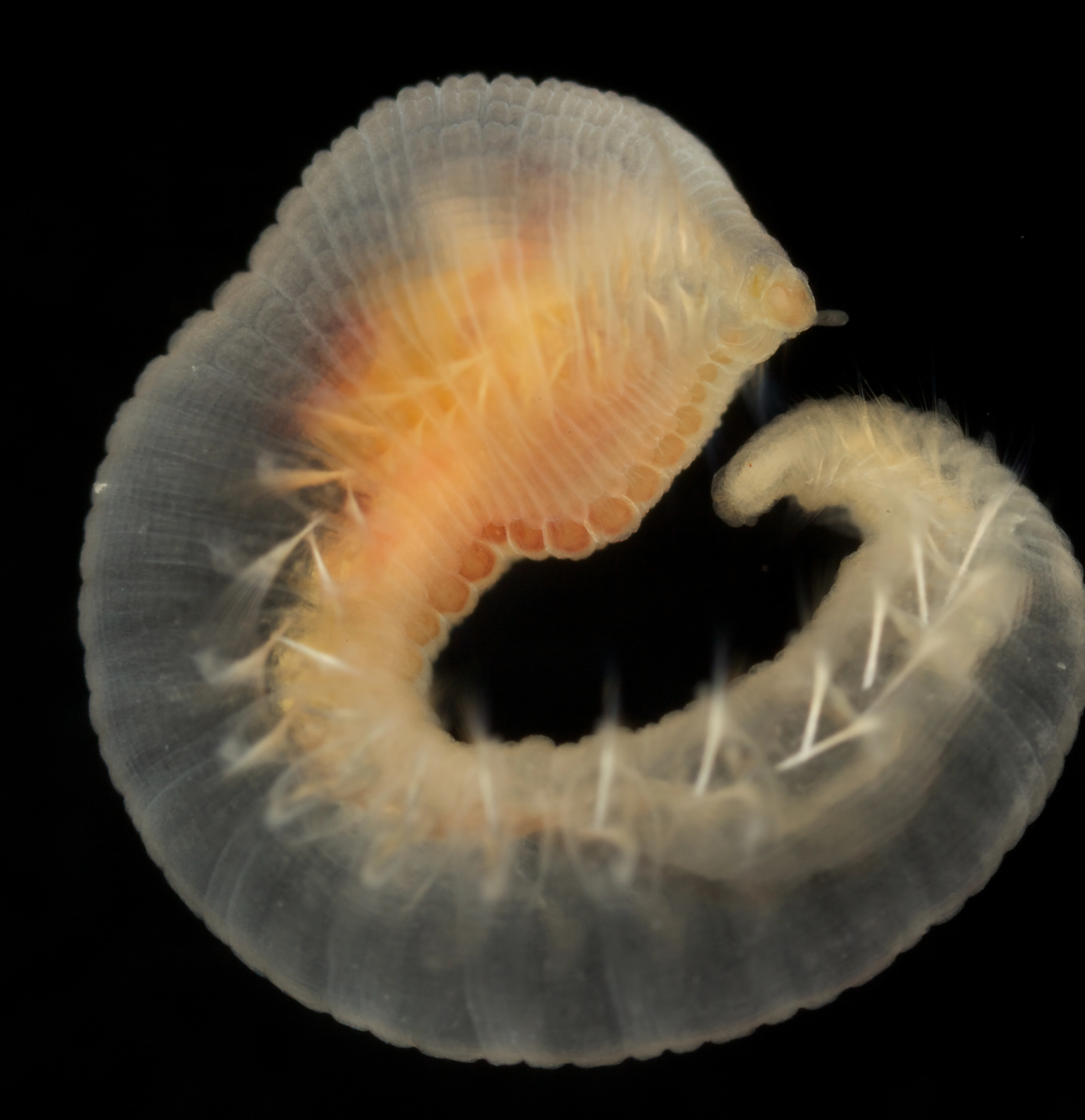 : Pseudoscalibregma parvum.