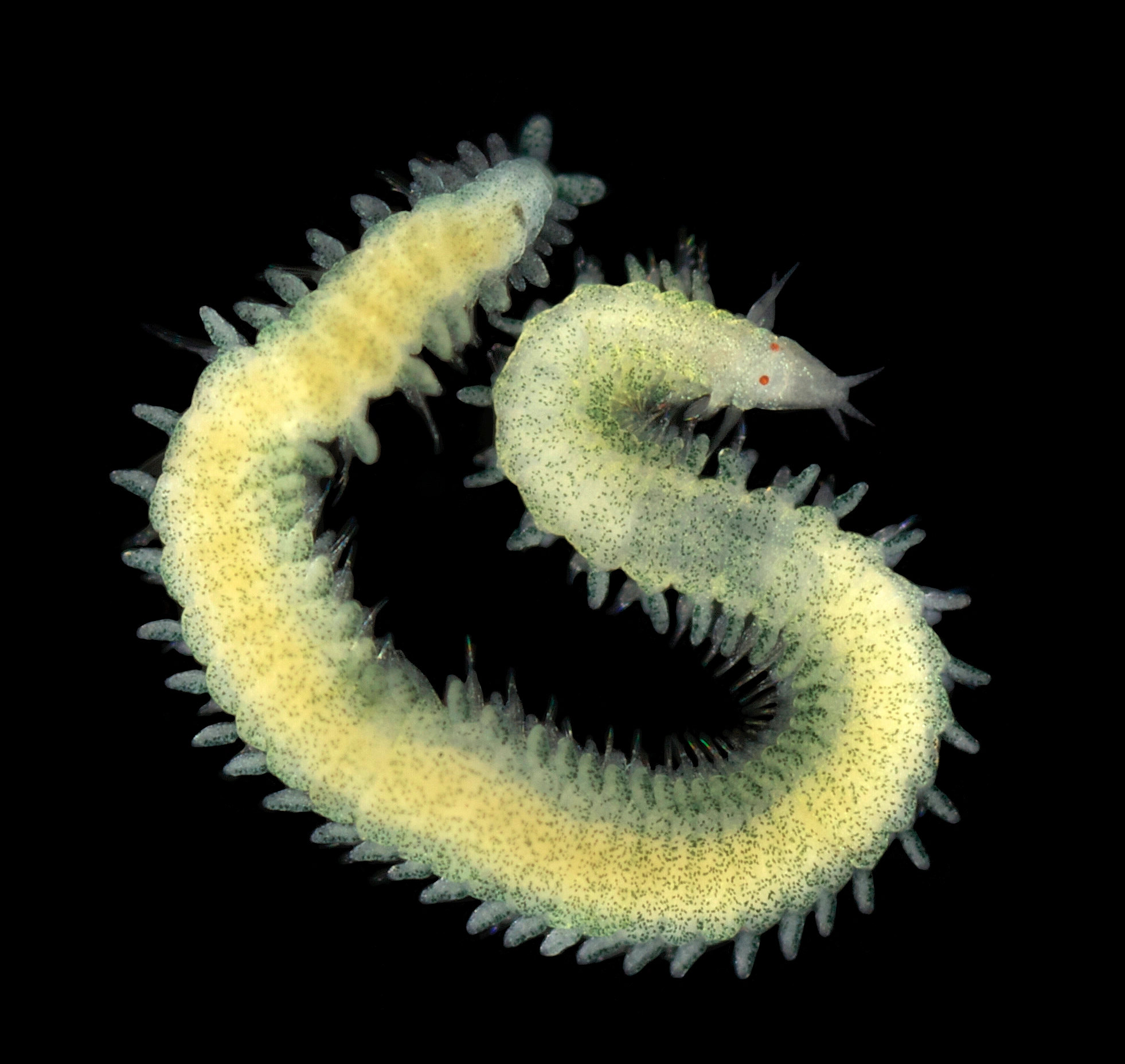 : Pseudomystides spinachia.