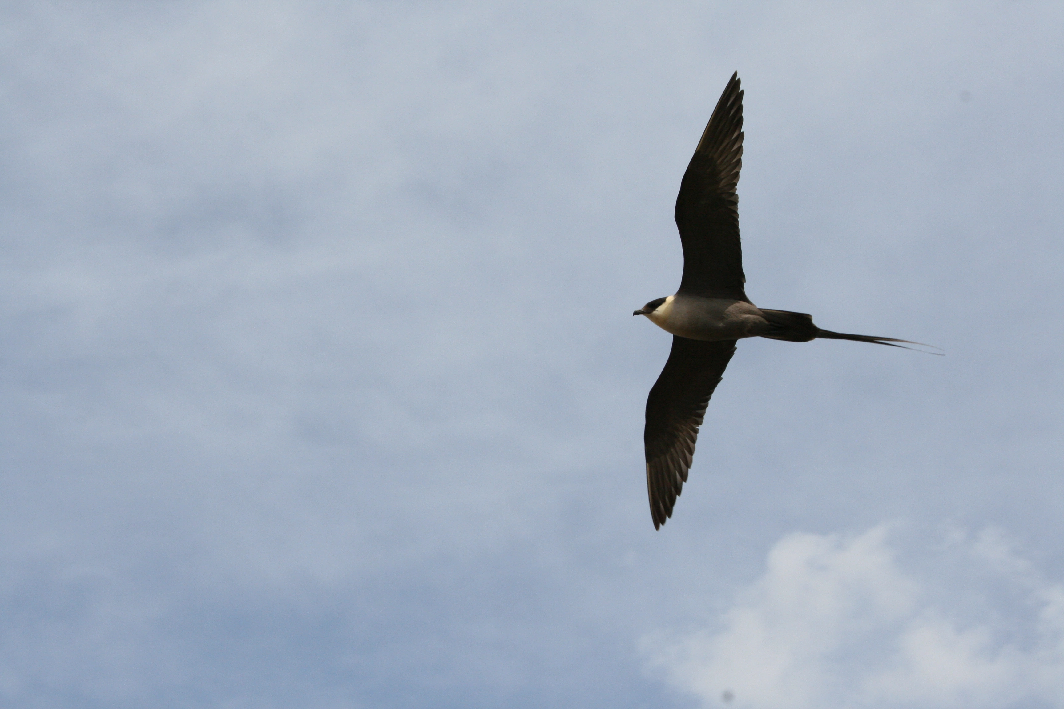 : Stercorarius longicaudus. NIN-3.0-T-C-LI-0-0-0-TU Substratfrie livsmedier på land.