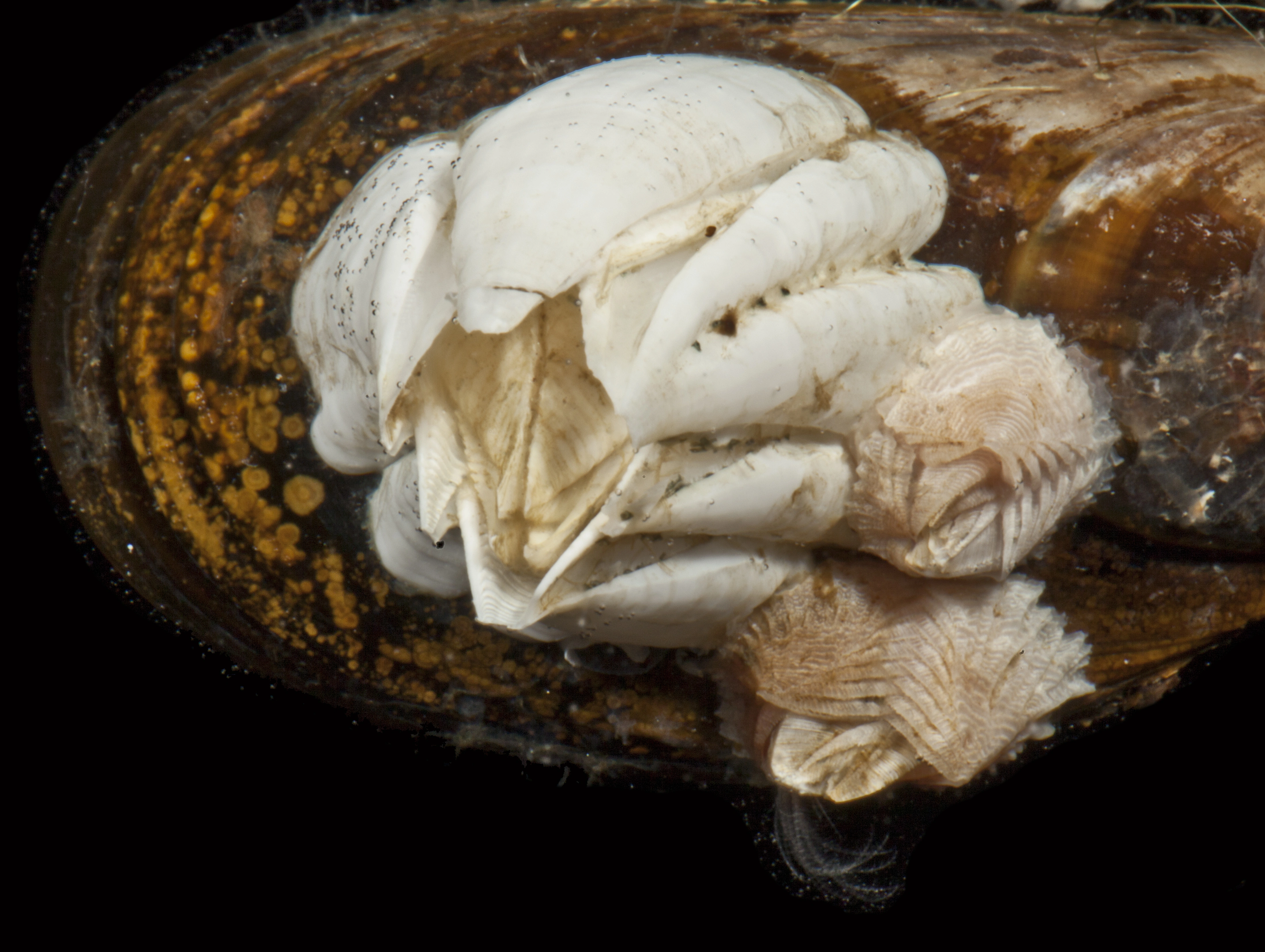 : Verruca stroemia. : Balanus crenatus.