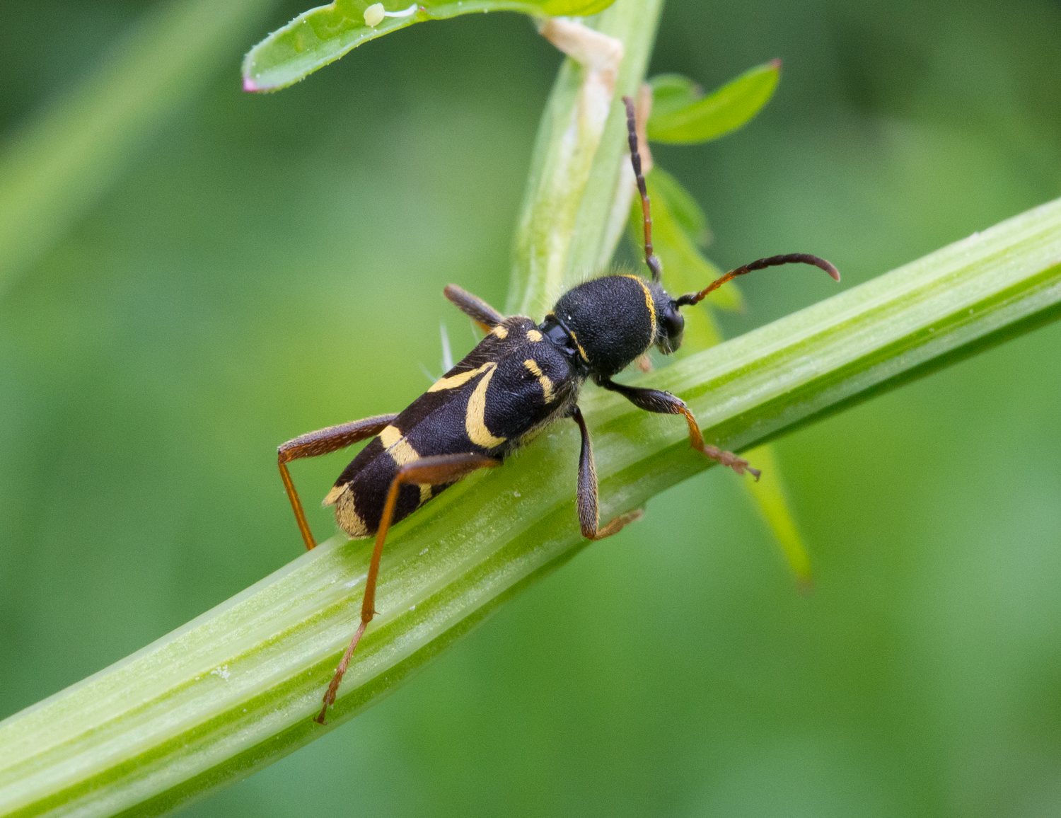 : Clytus arietis.