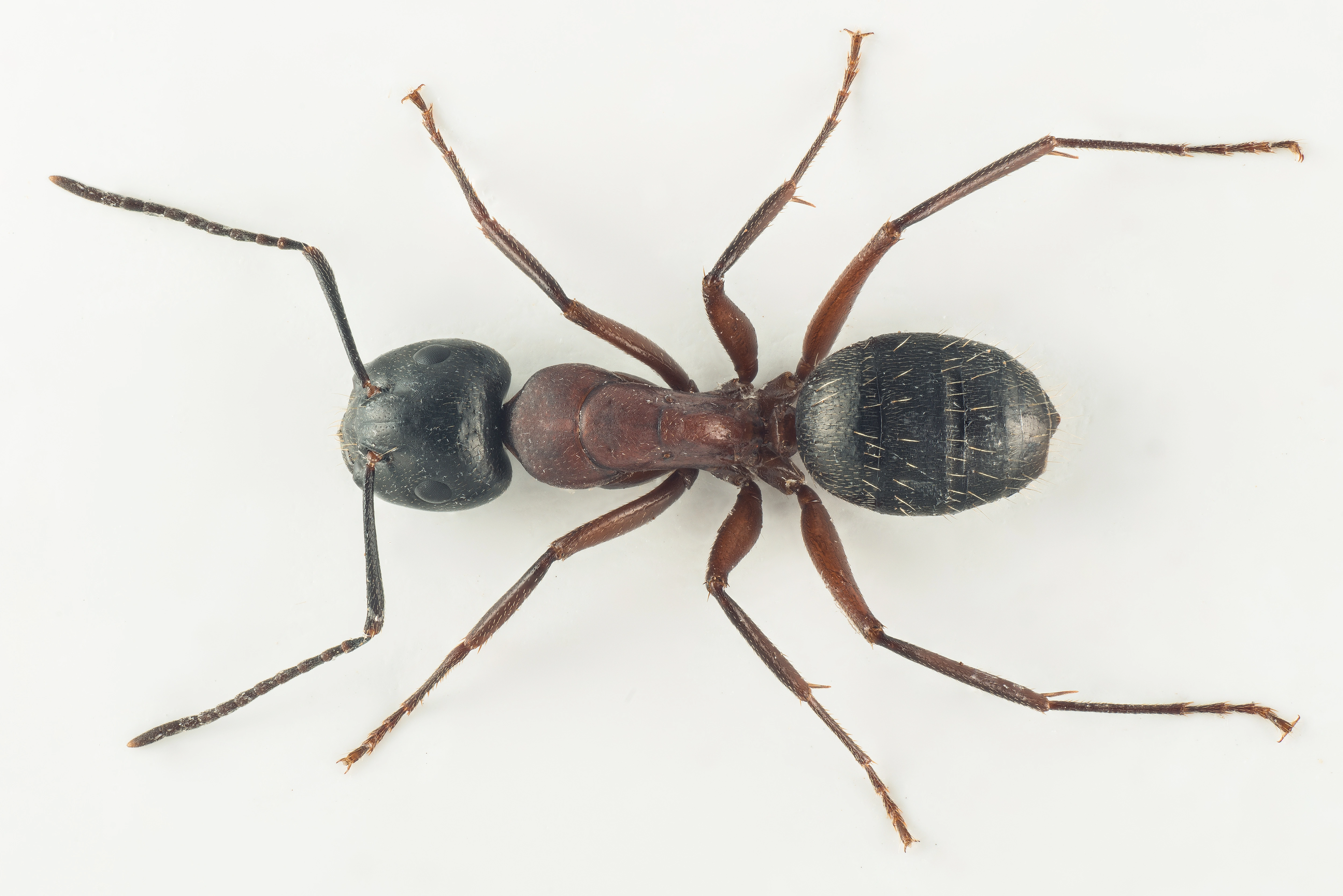 : Camponotus herculeanus.