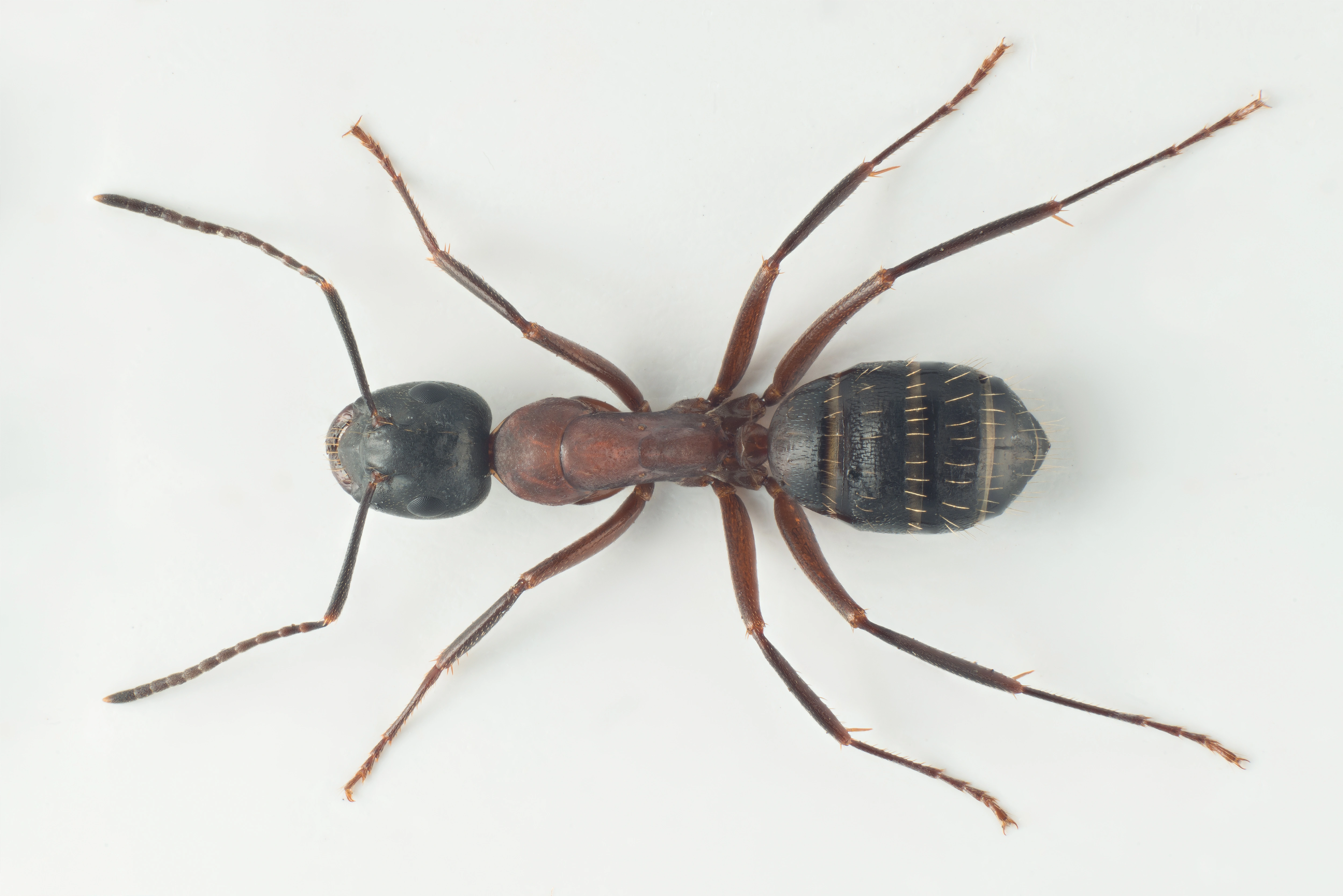 : Camponotus ligniperda.