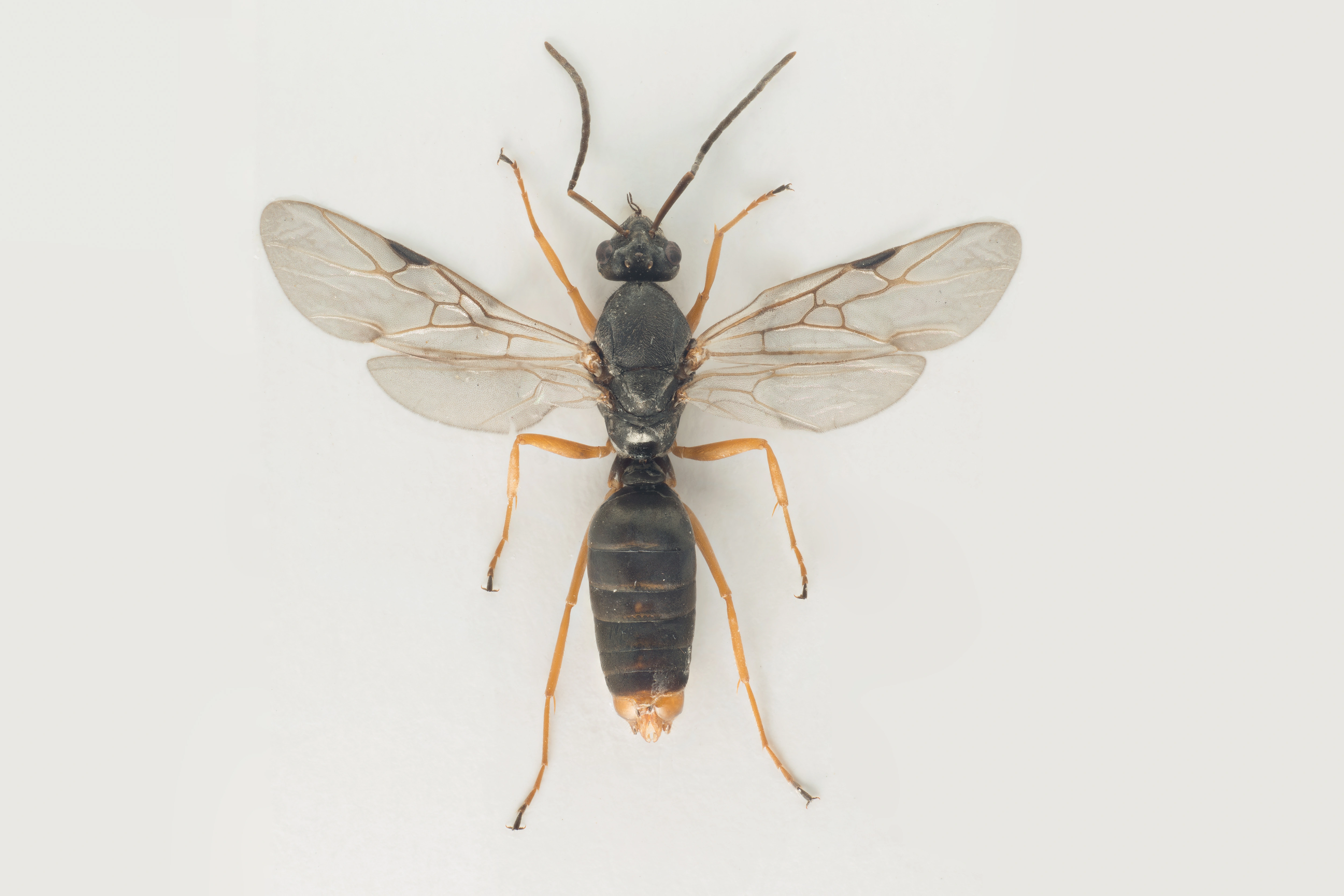 : Formica (Serviformica) cinerea.