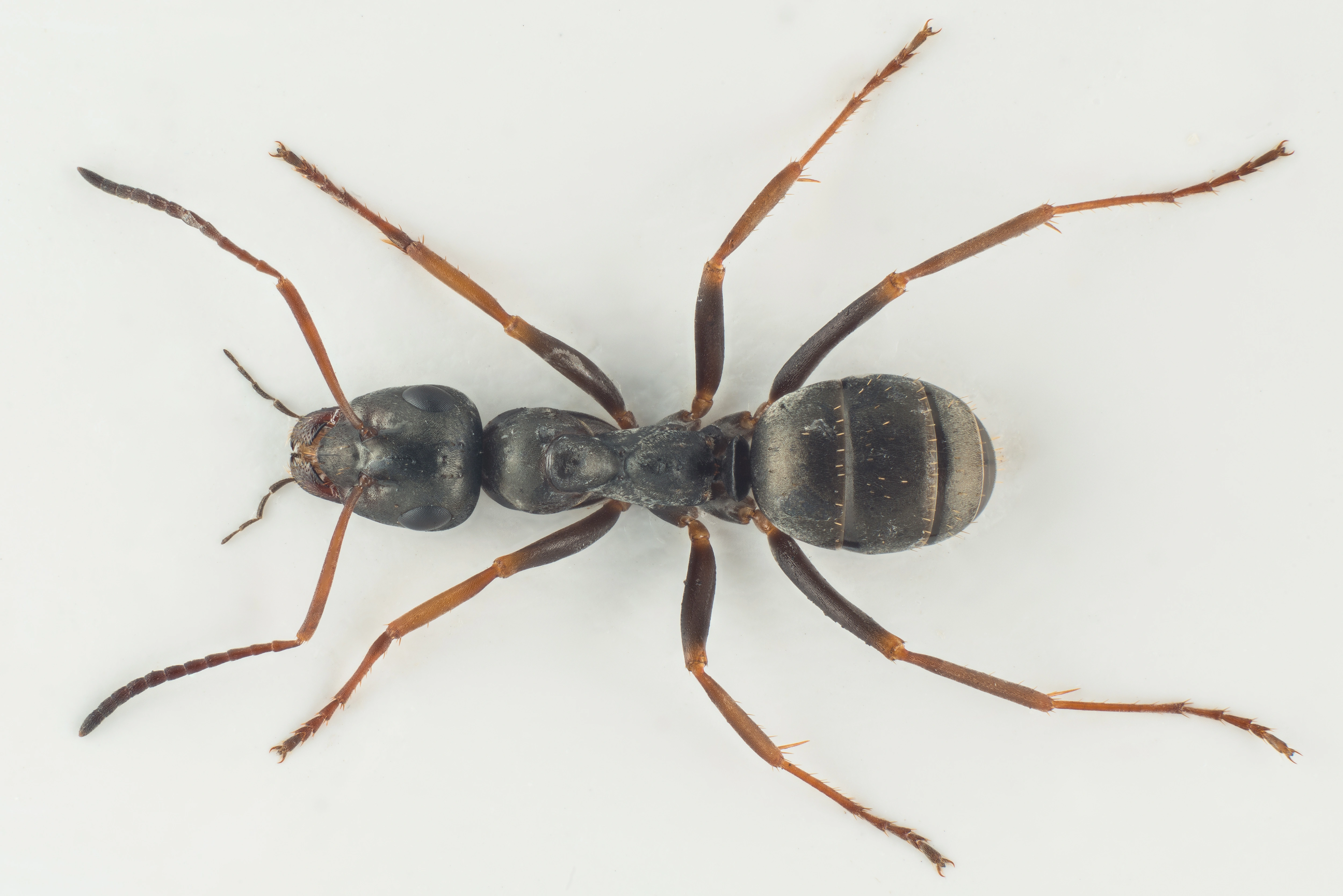 : Formica (Serviformica) fusca.