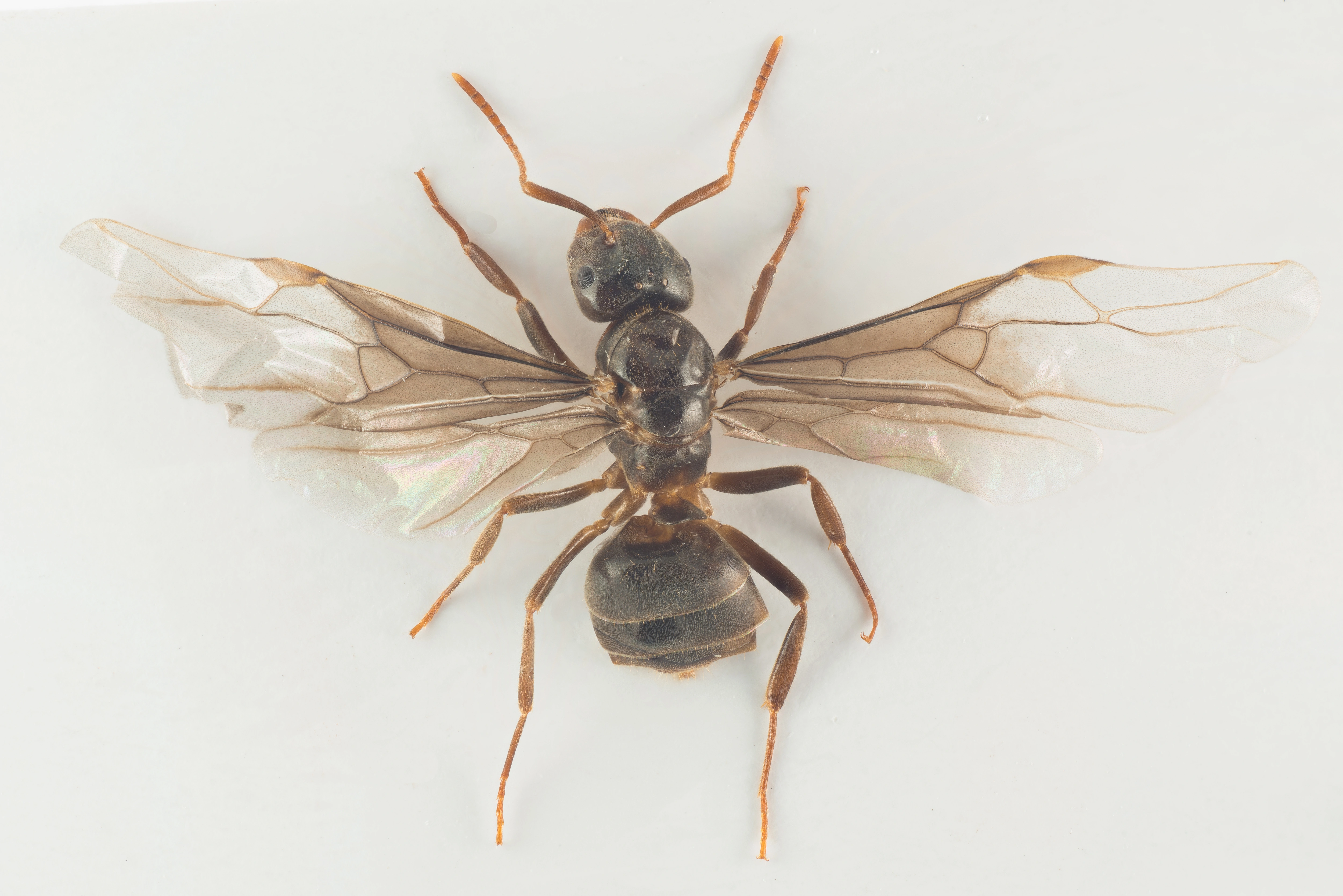 : Lasius meridionalis.