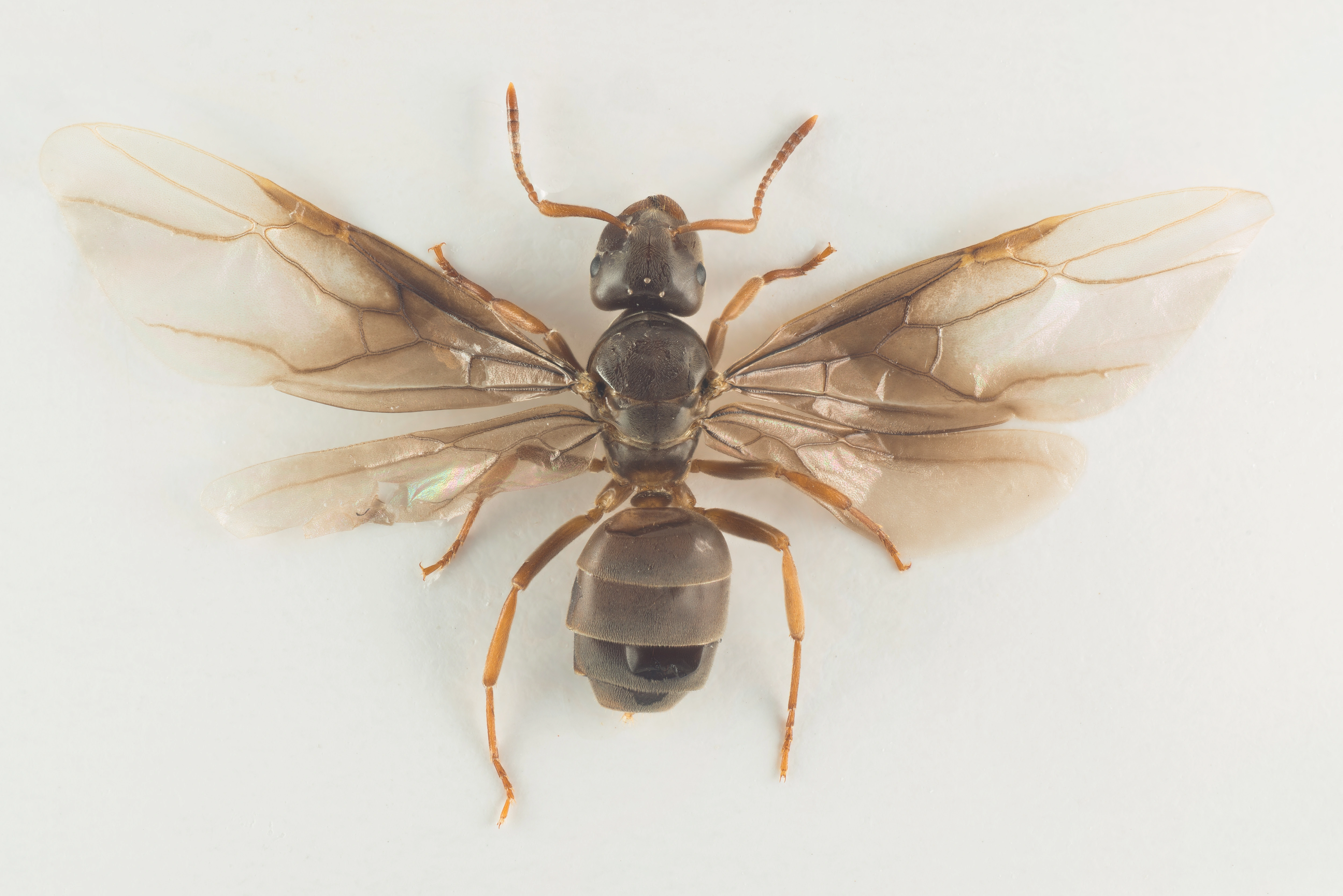 : Lasius mixtus.