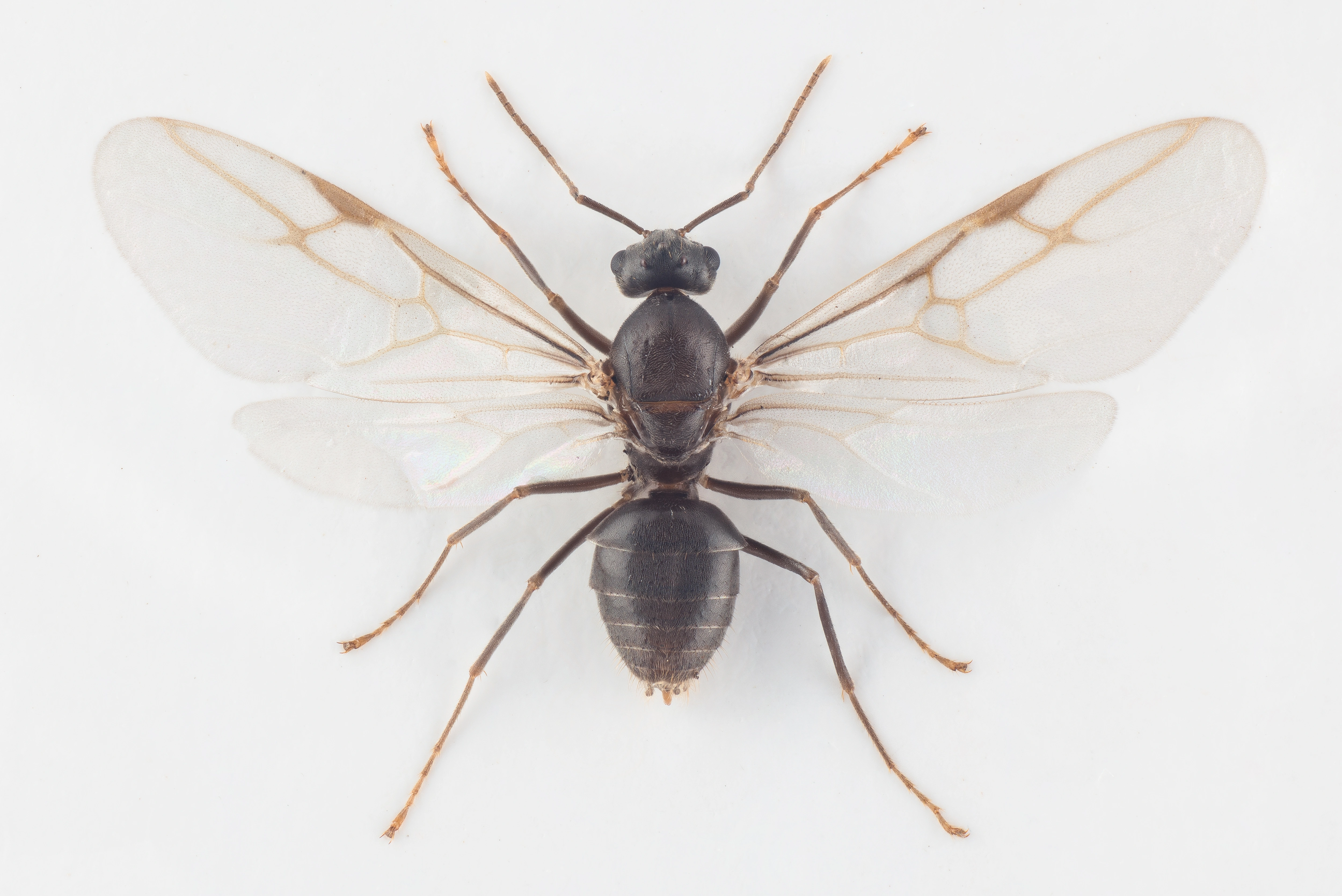 : Lasius (Lasius) niger.