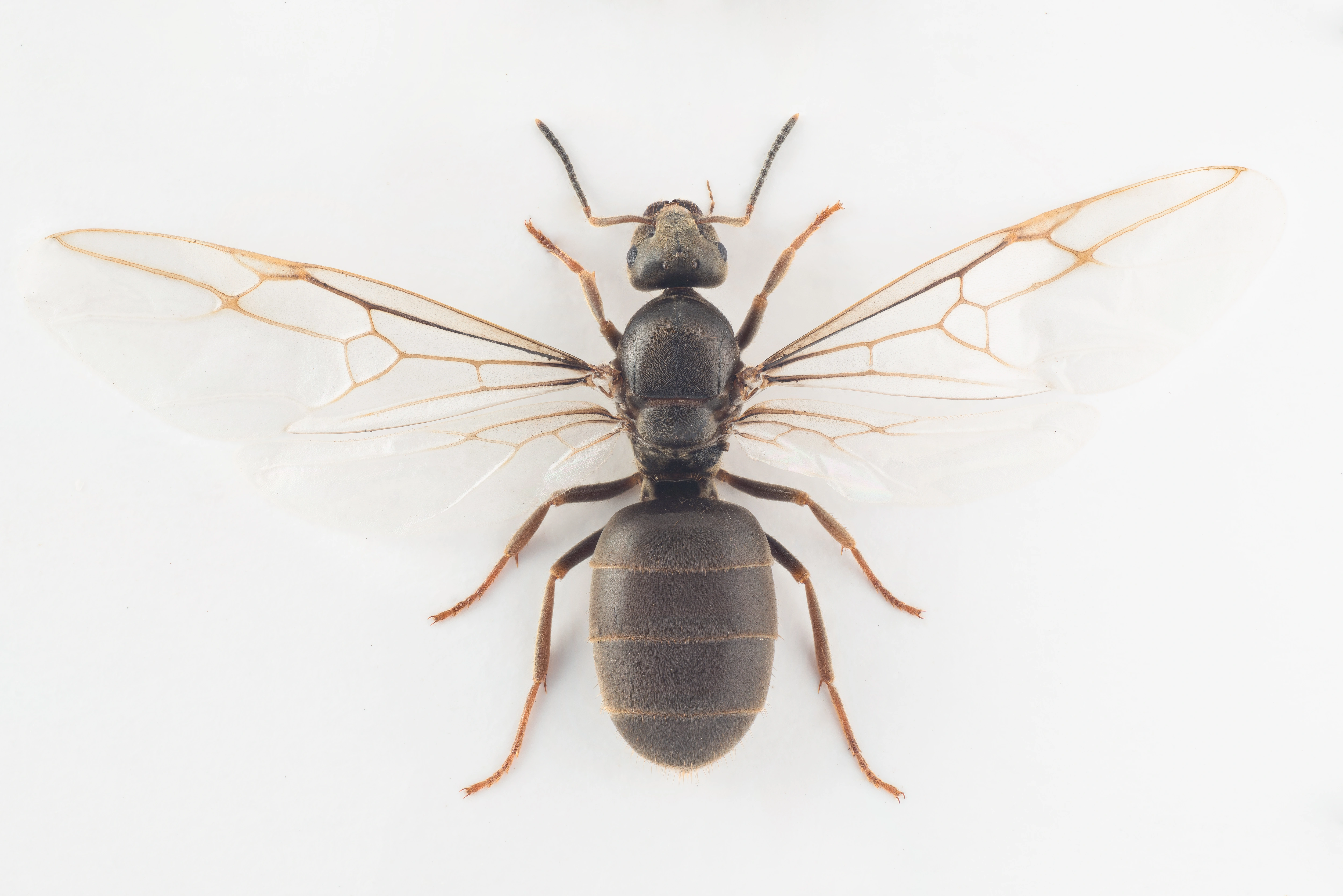 : Lasius (Lasius) niger.