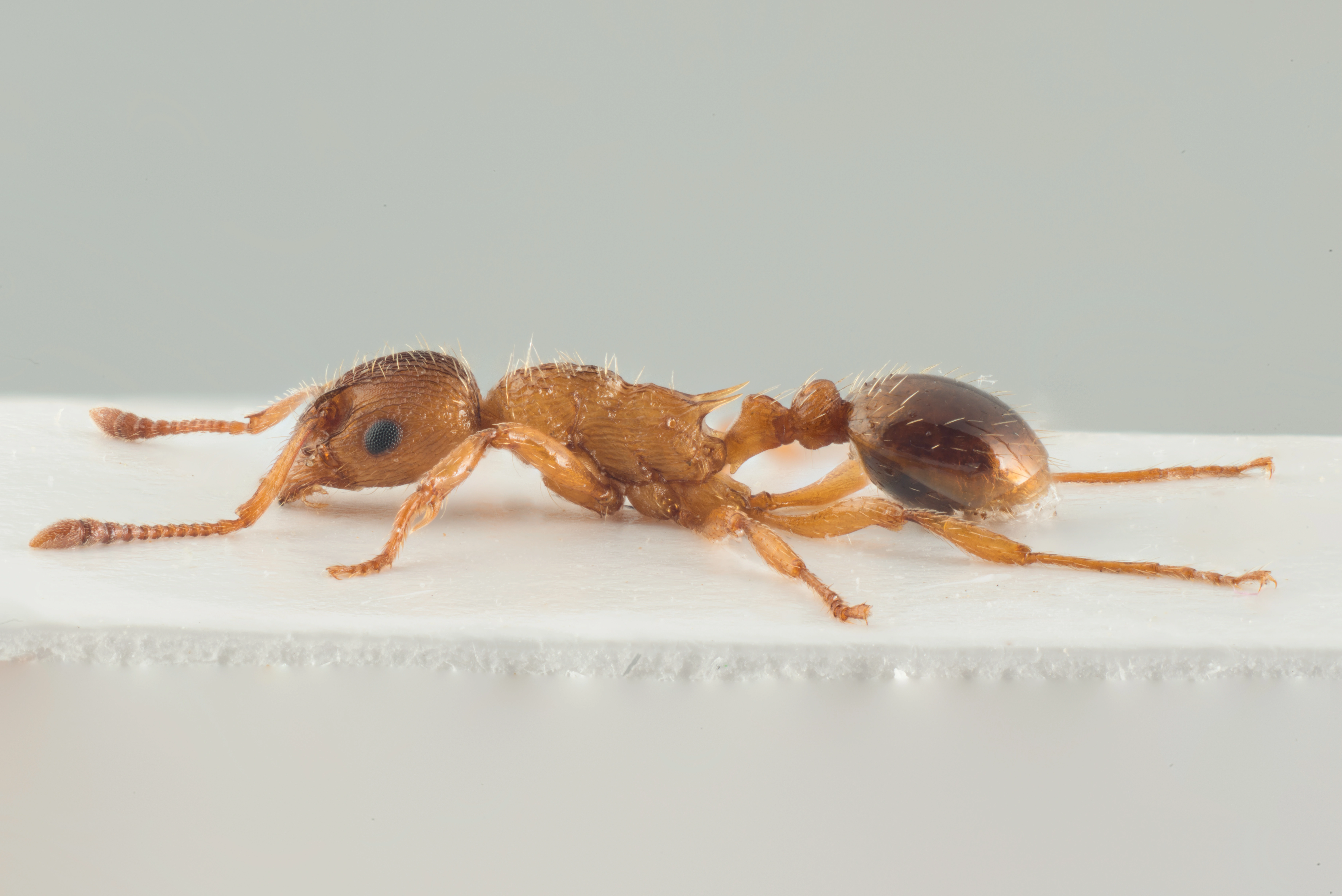 : Myrmica rugulosa.