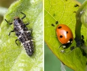 : Coccinellidae.