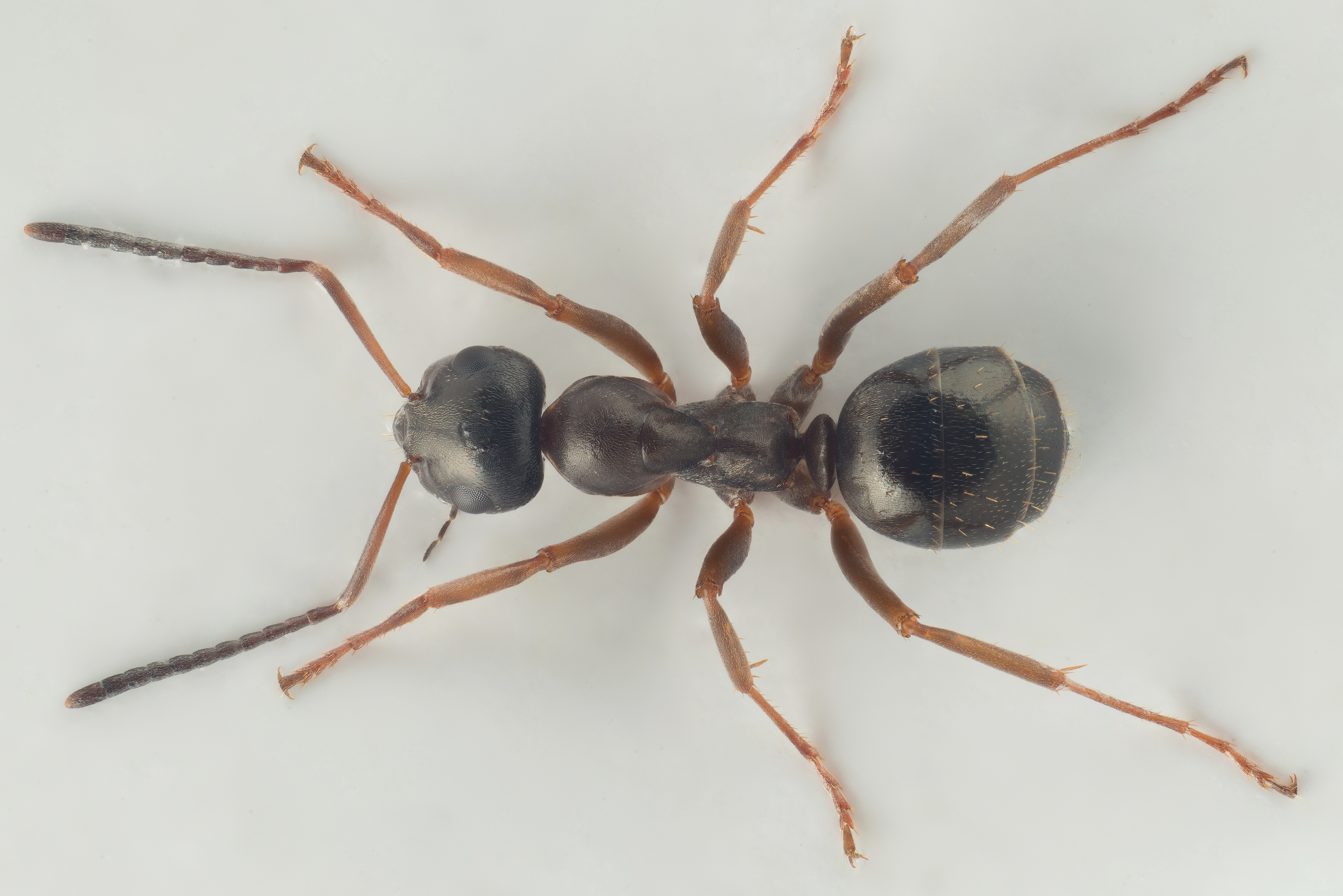 : Formica (Serviformica) gagatoides.