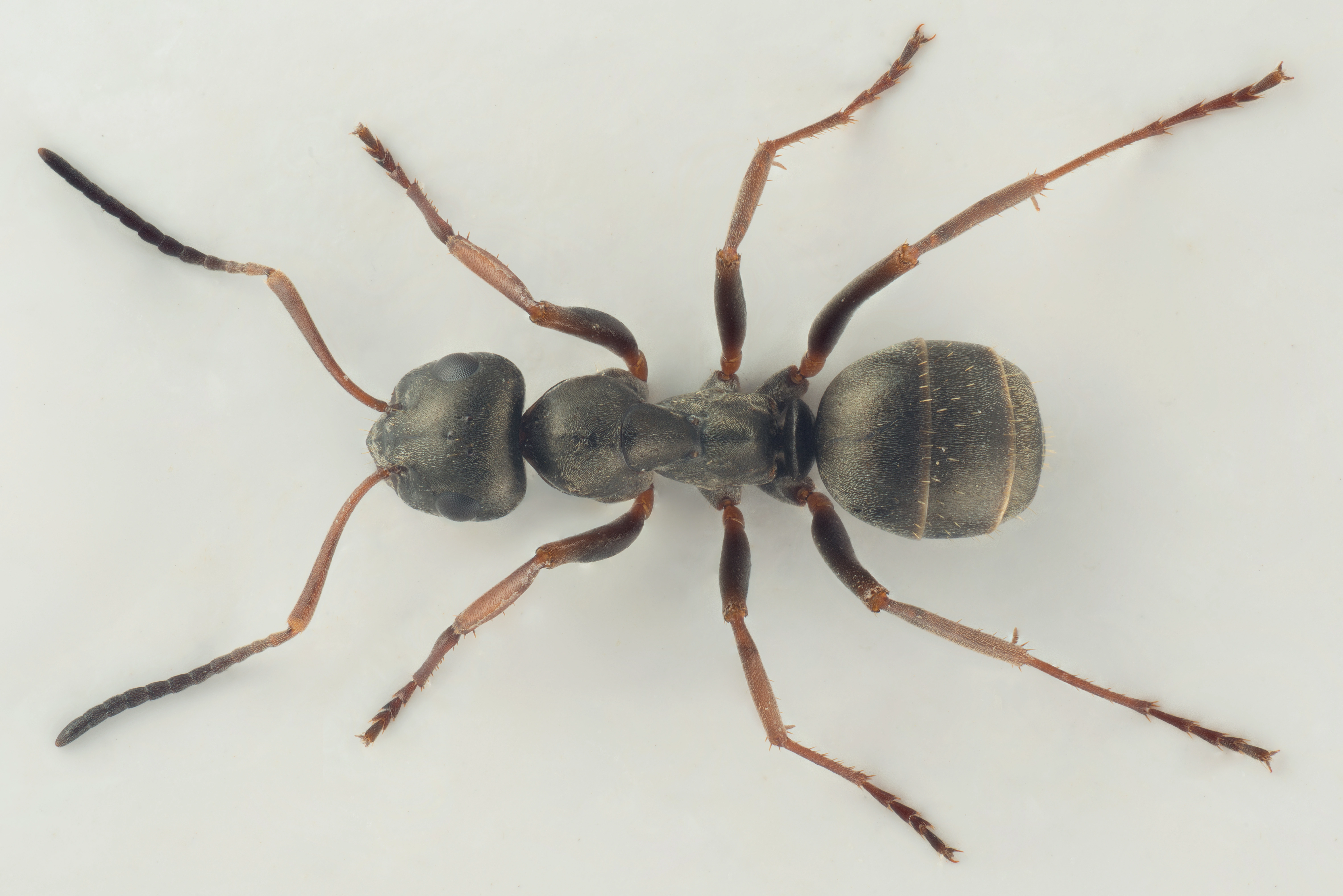 : Formica (Serviformica) lemani.