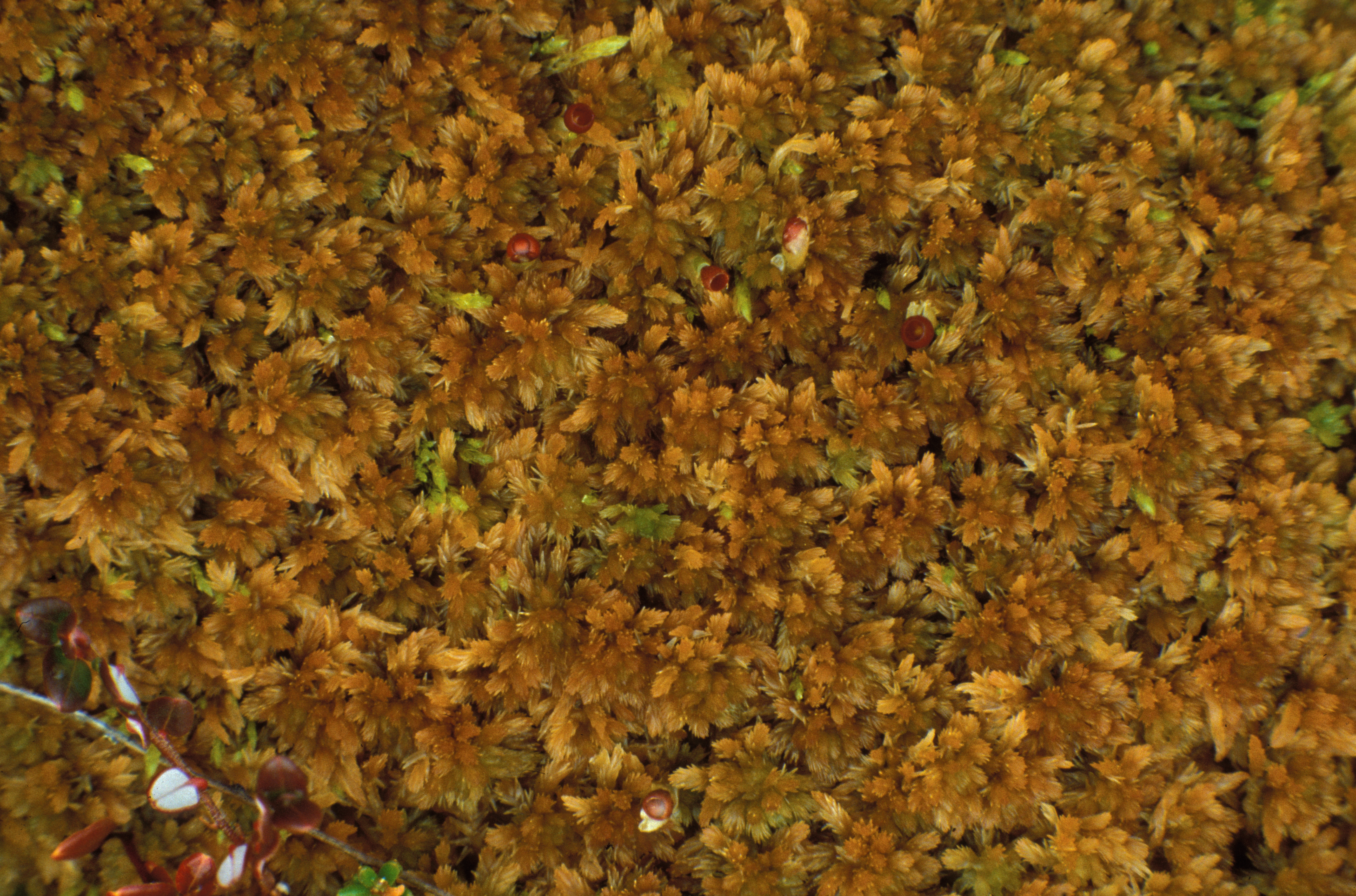 : Sphagnum (Acutifolia) fuscum.