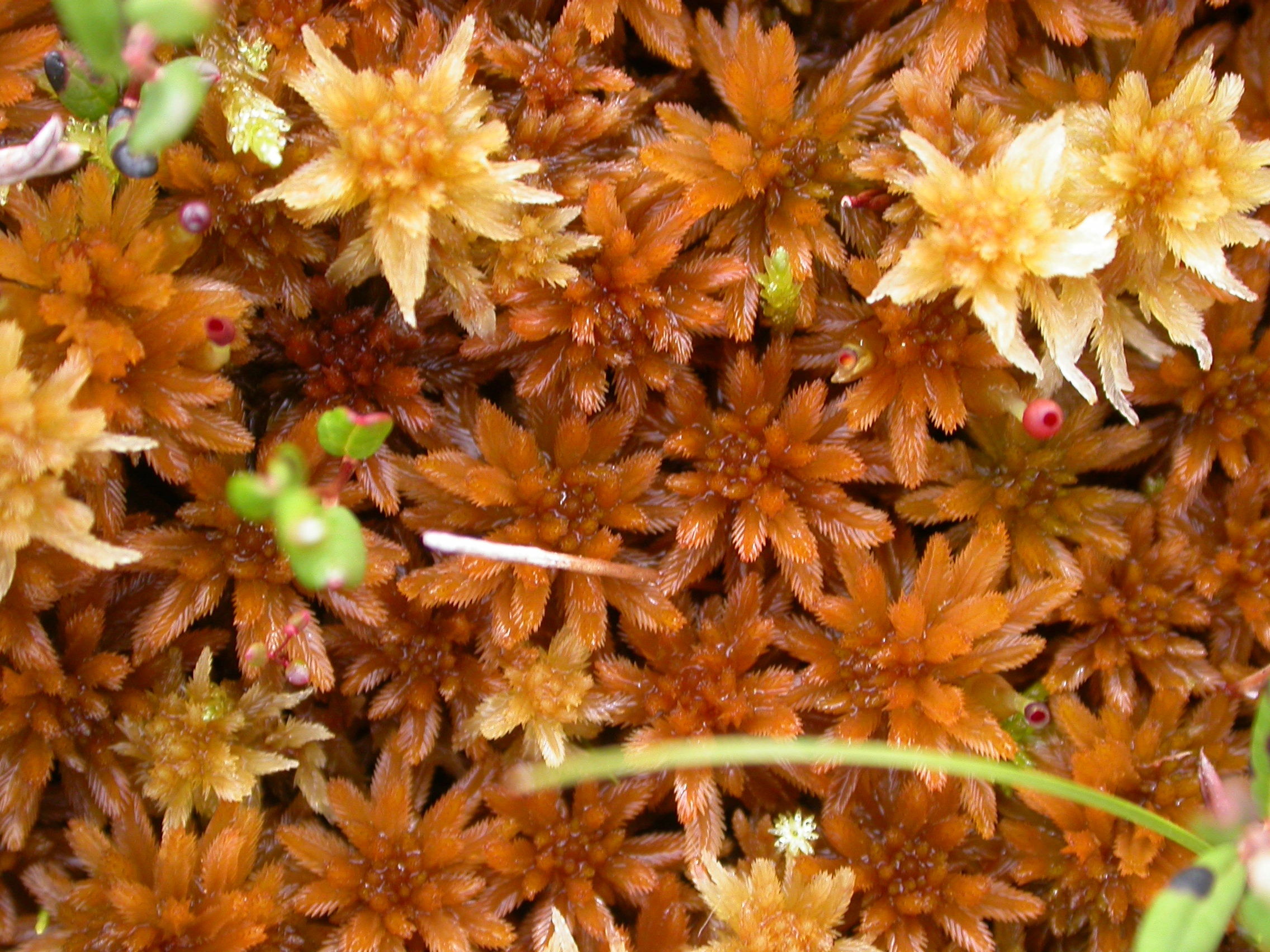 : Sphagnum (Cuspidata) lindbergii.