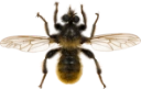 : Asilidae.