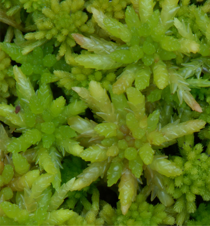 : Sphagnum (Sphagnum) divinum.