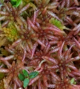 : Sphagnum (Sphagnum) divinum.