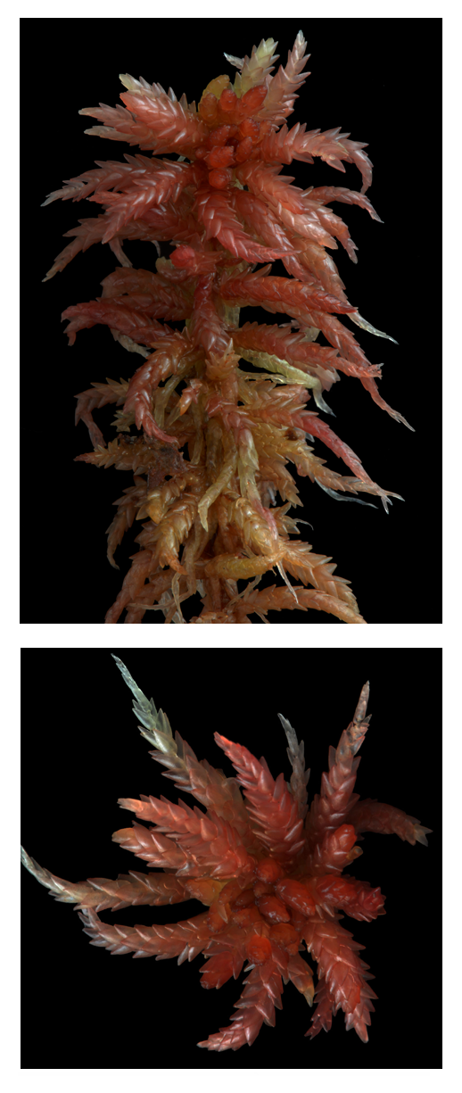 : Sphagnum (Sphagnum) divinum.