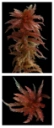 : Sphagnum divinum.