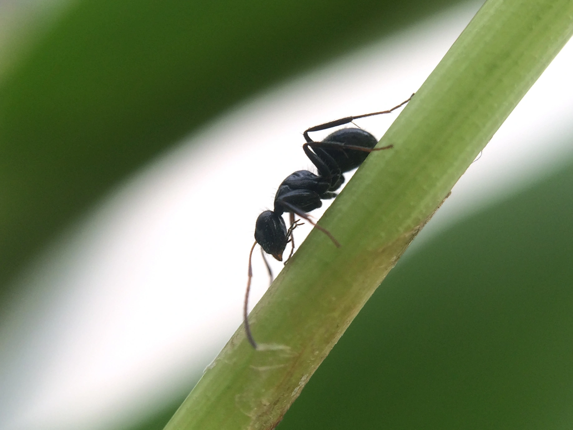 : Camponotus brevis.