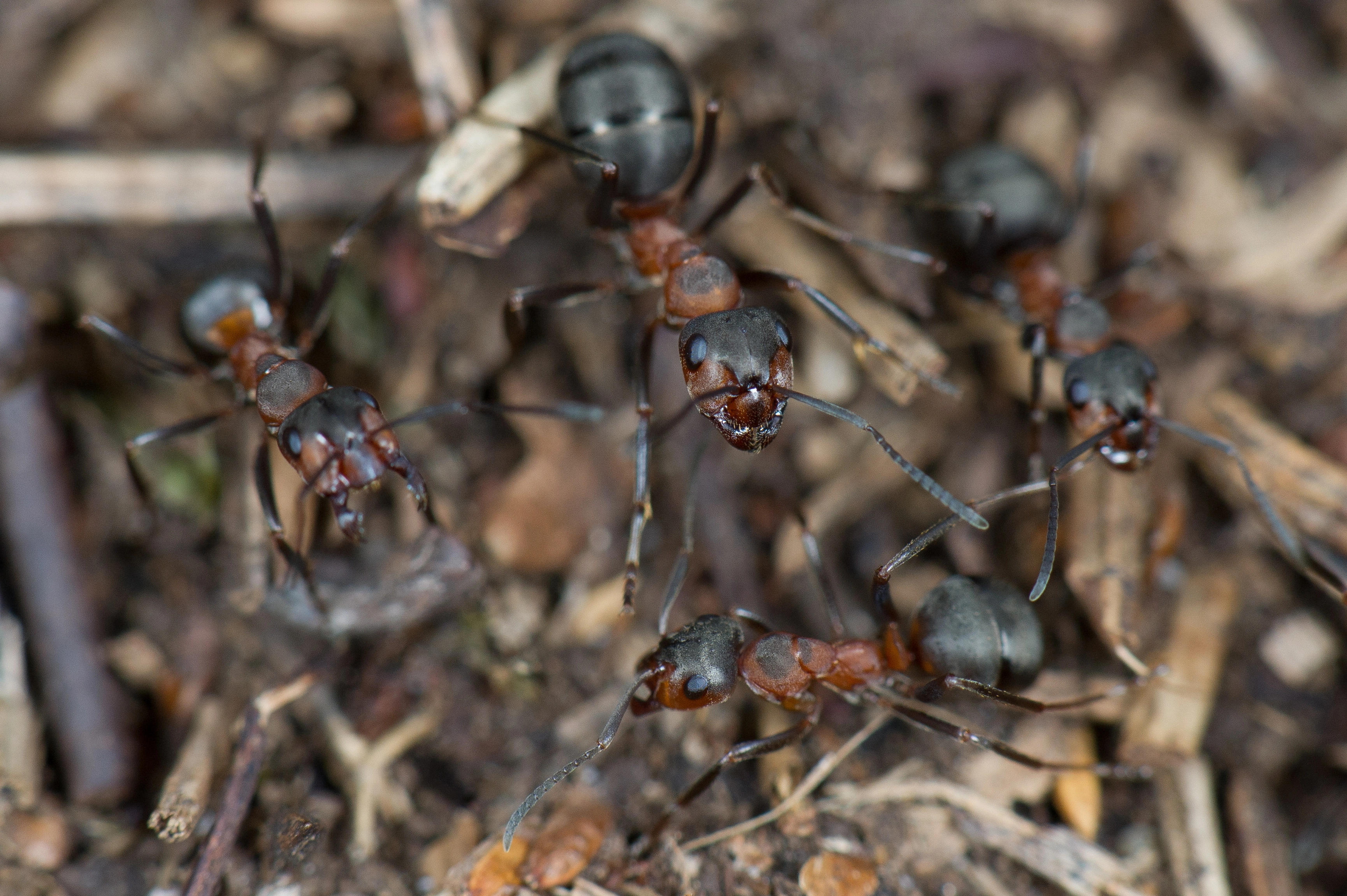 : Formica (Formica) polyctena.