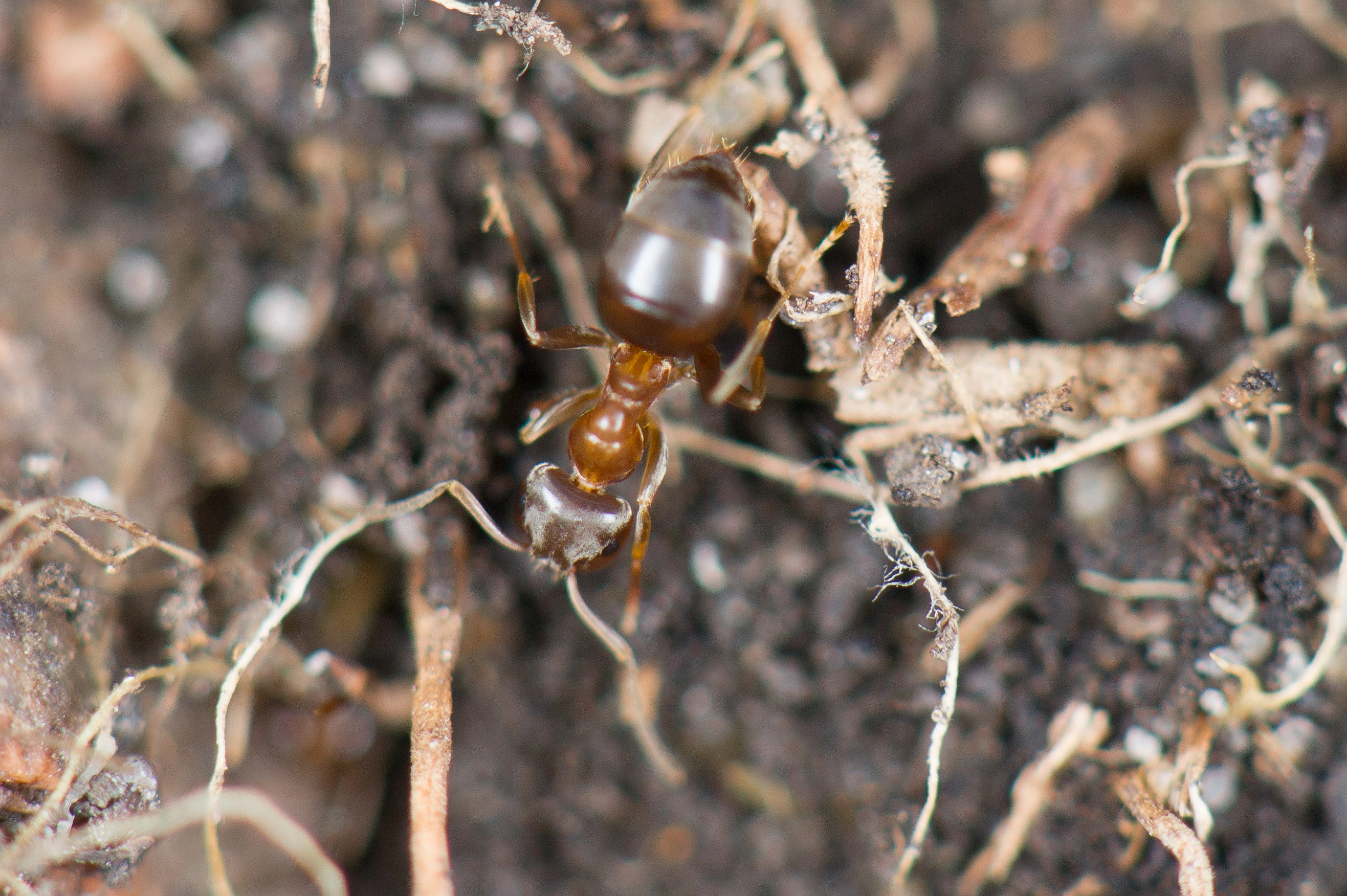 : Lasius brunneus.