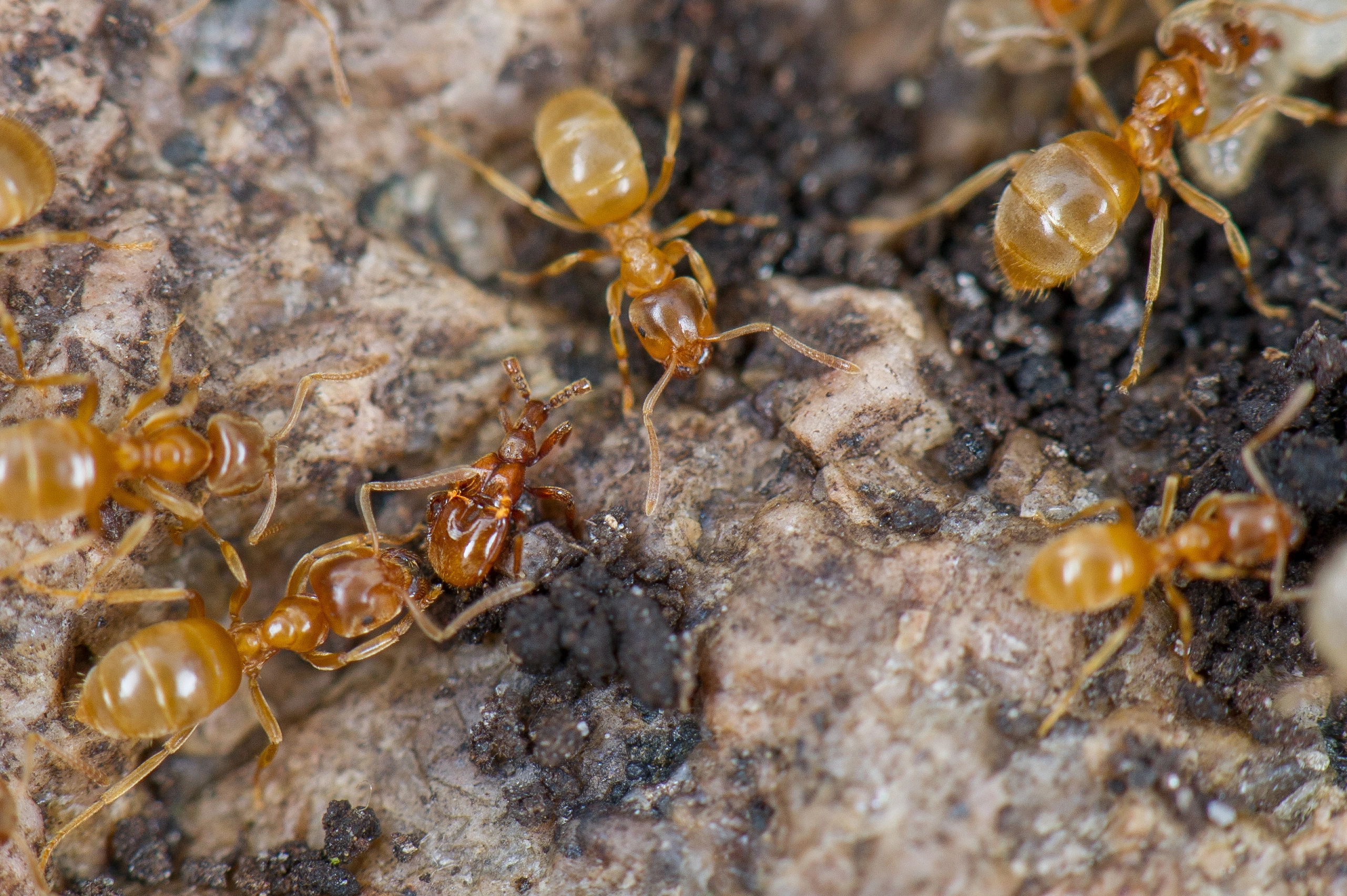 : Lasius (Cautolasius) flavus.