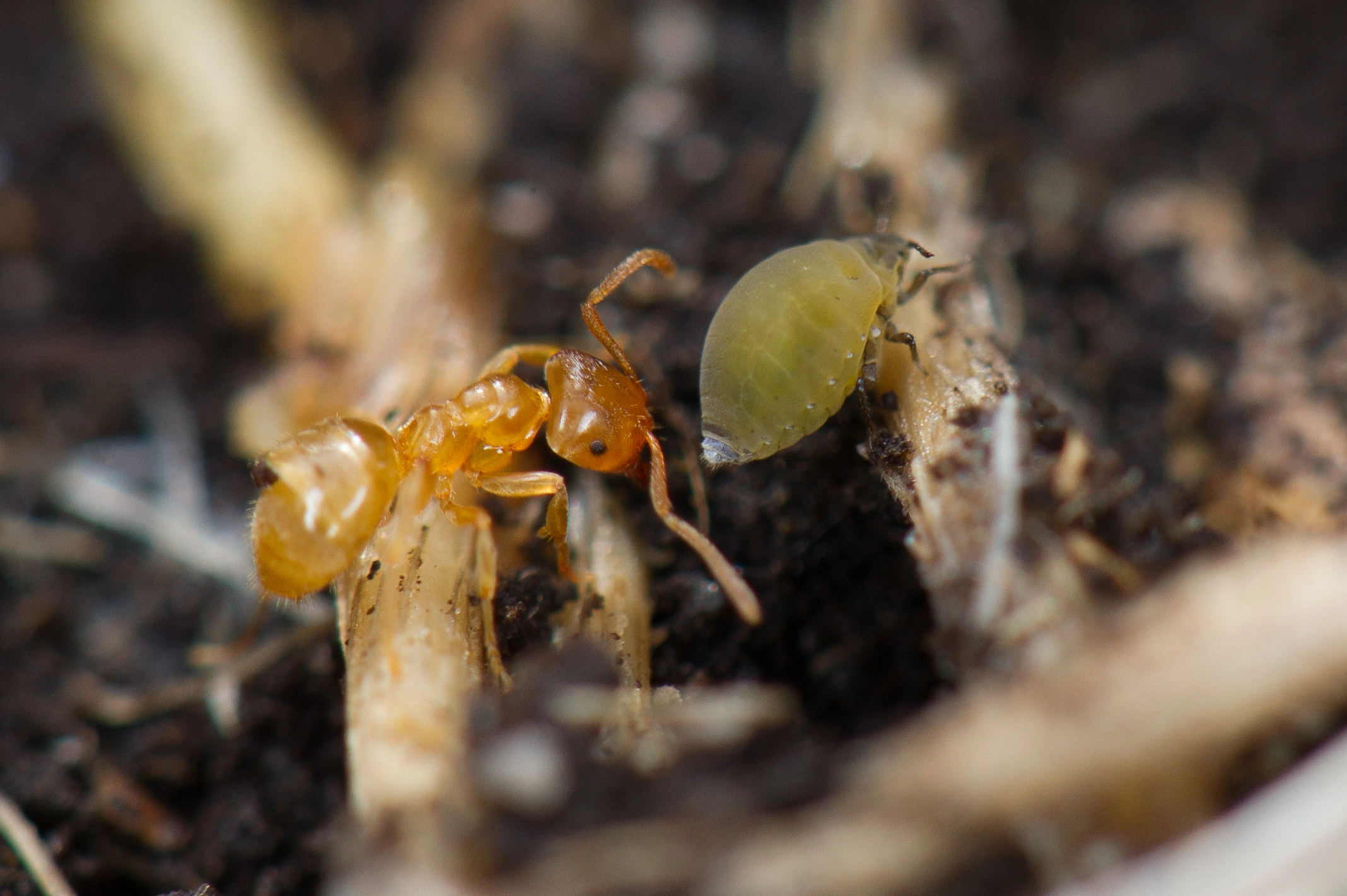 : Lasius (Cautolasius) flavus.