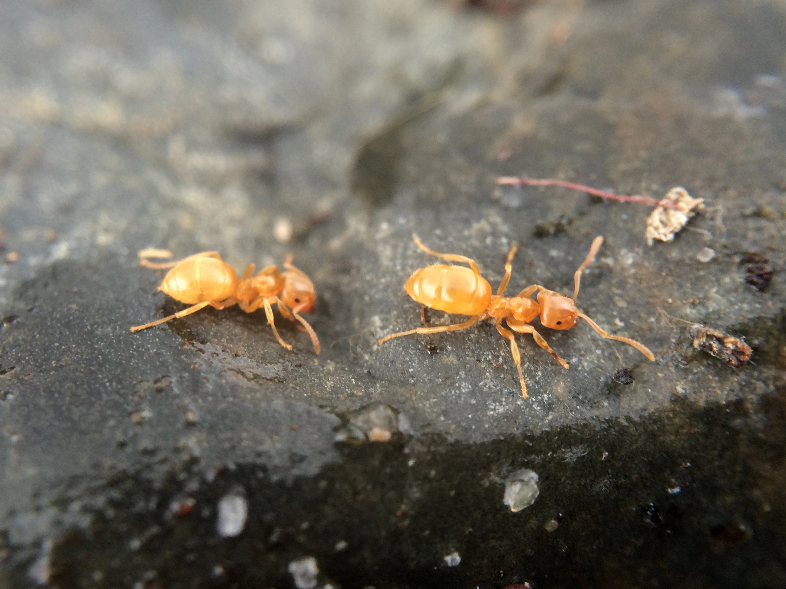 : Lasius meridionalis.