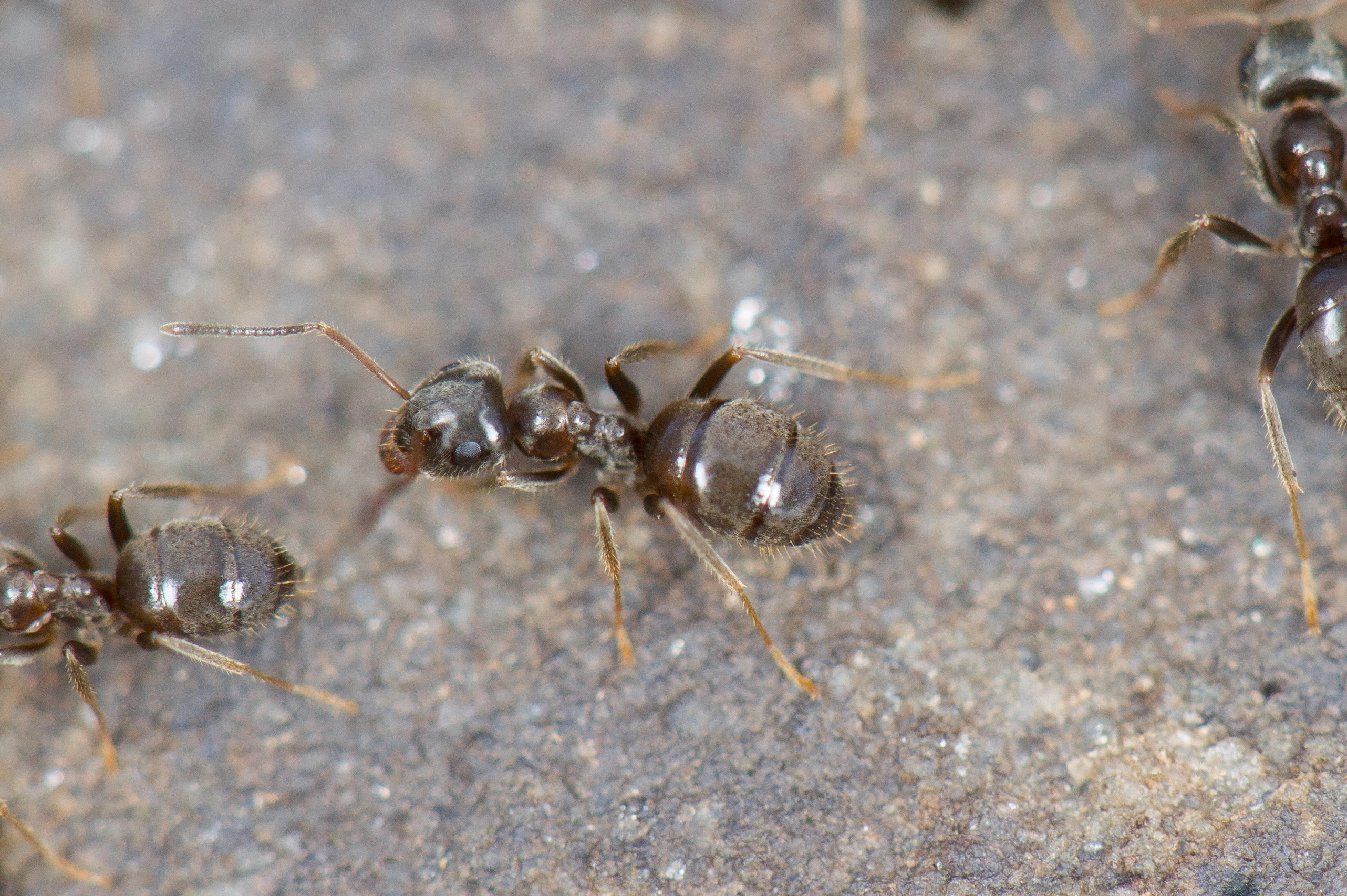 : Lasius platythorax.